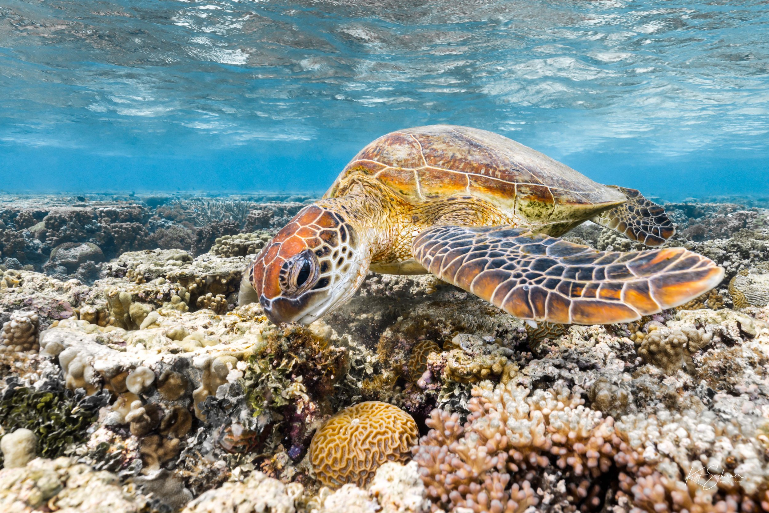 Lady Elliot Island Sea Turtle-2.jpg