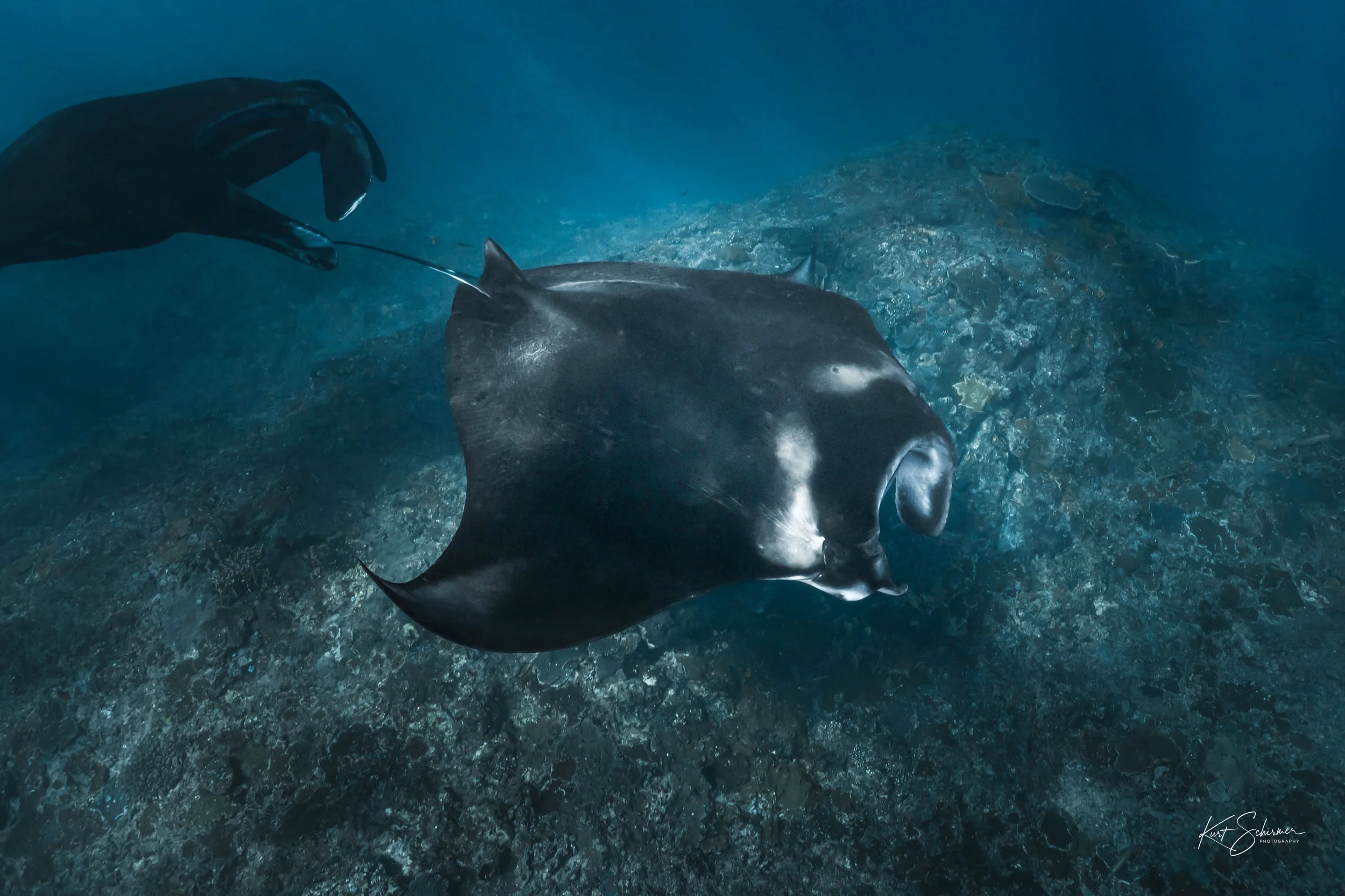Two Mantas – Nusa Penida Underwater Fine Art Photography Print