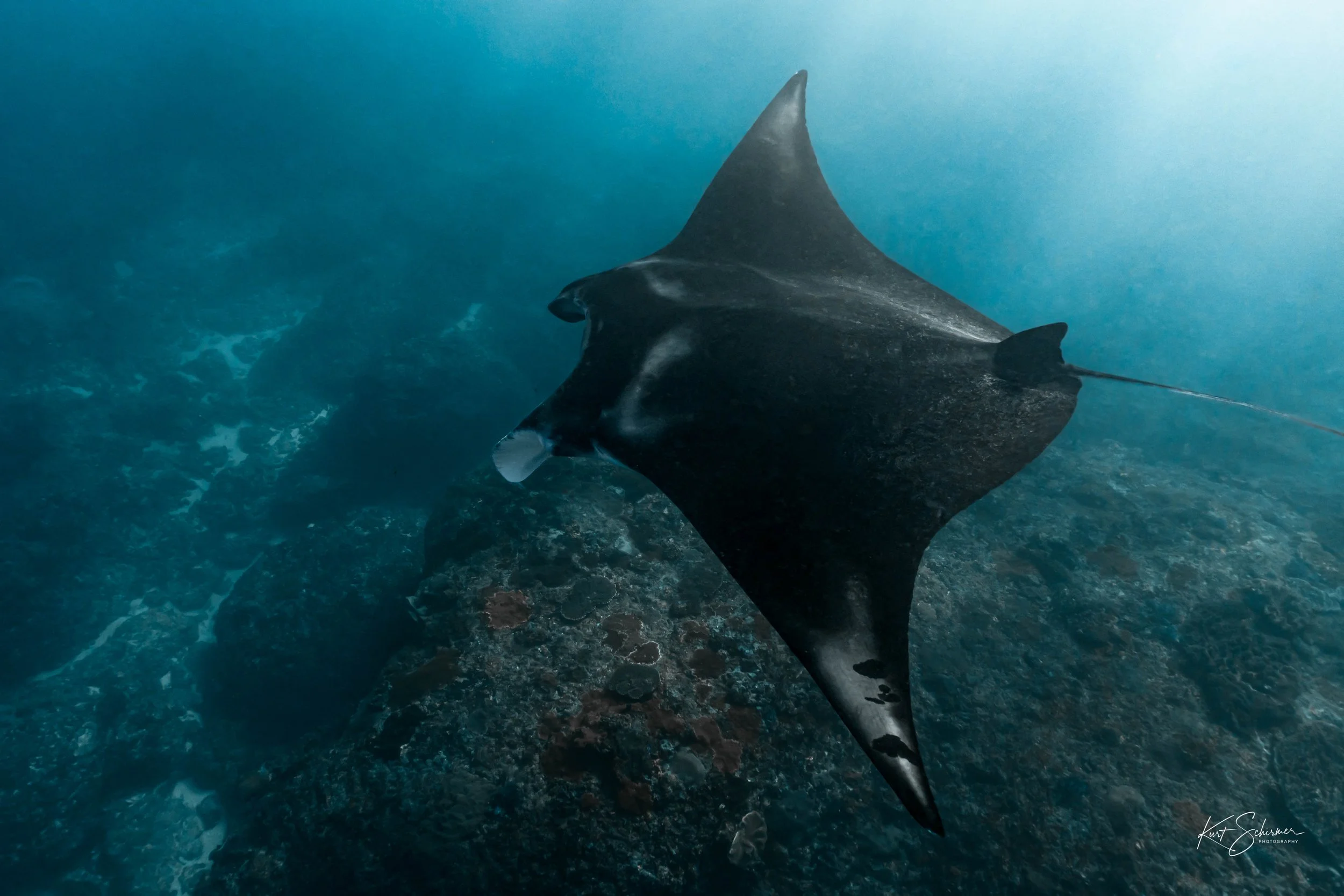 Cruising Manta – Underwater Fine Art Photography Print