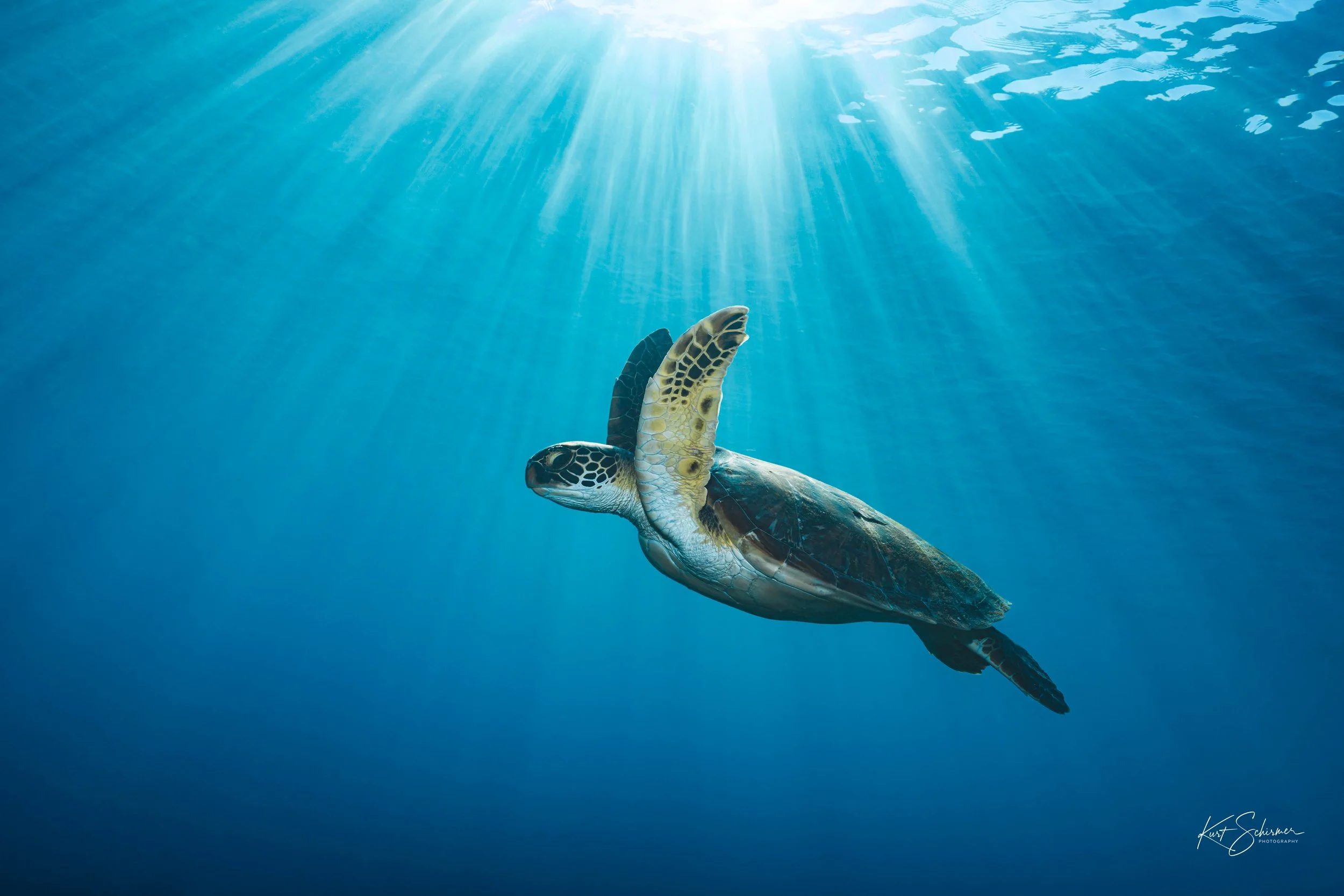 Lady Elliot Island Turtle.jpg