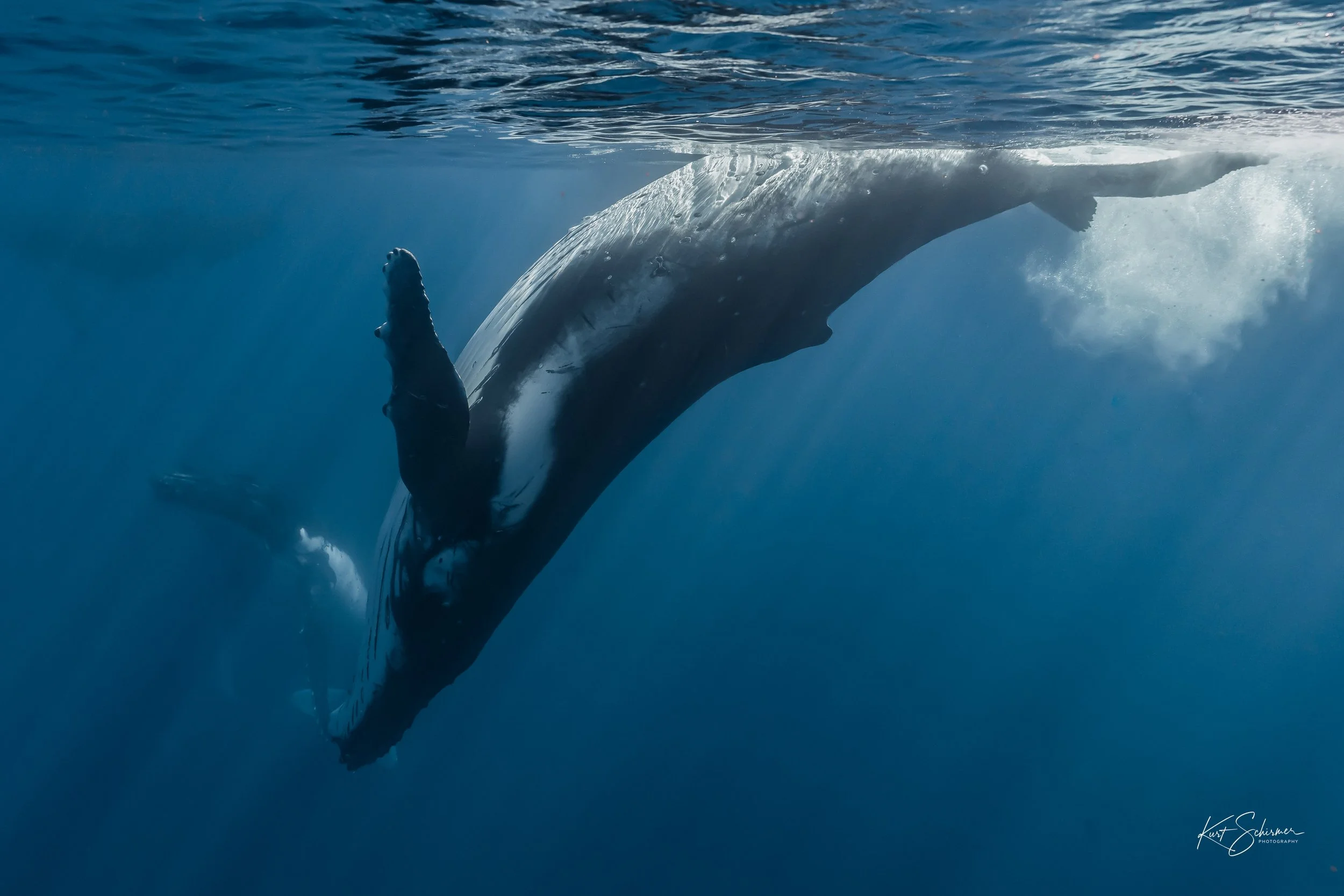 Humpback of Moorea-10.jpg