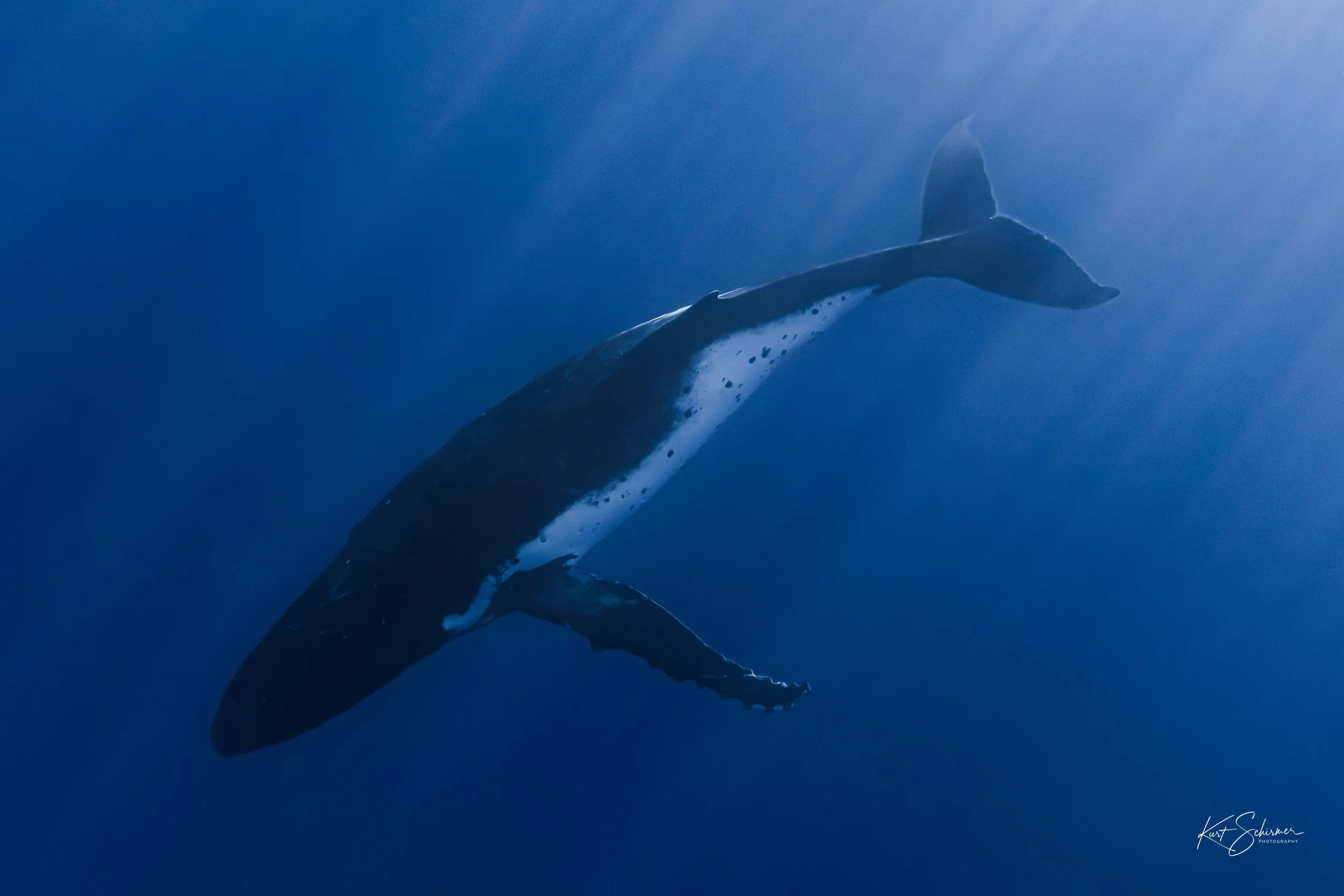 Humpback Whale in the Deep Blue – Underwater Fine Art Photography Wall Art Print