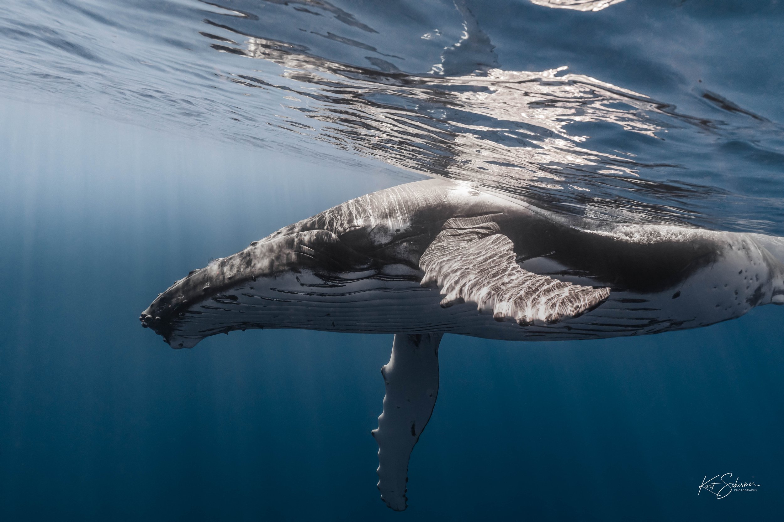 Humpback of Moorea-6.jpg