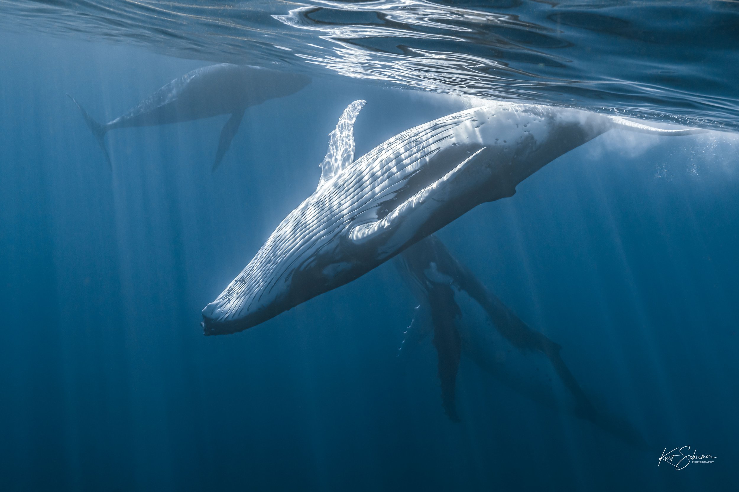 Humpback of Moorea.jpg