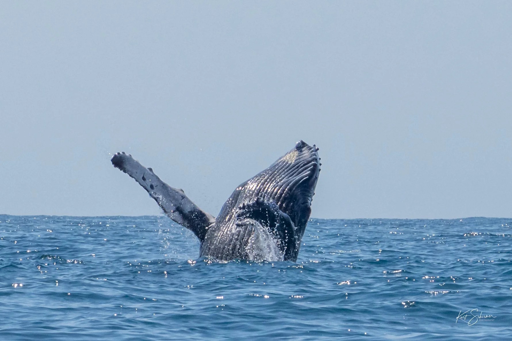 Jetski Whales-28.jpg