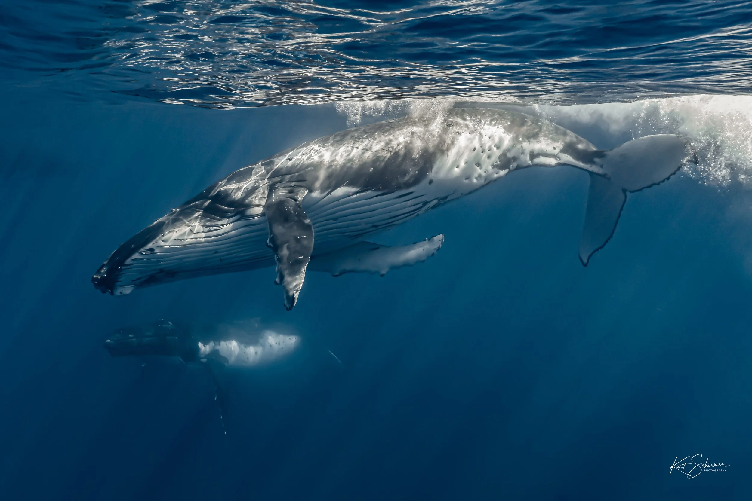Humpback of Moorea-12.jpg