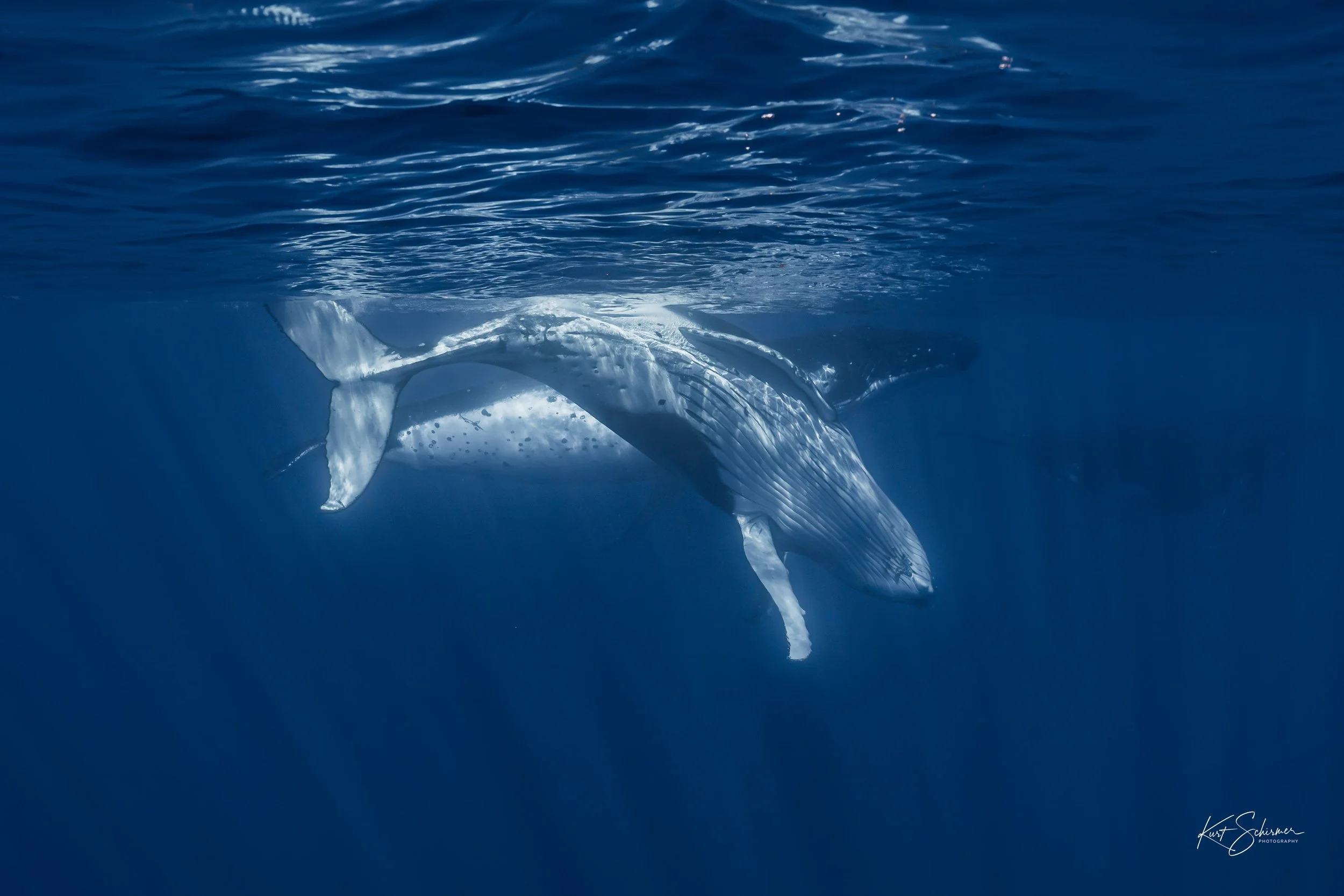Humpback of Moorea-17.jpg