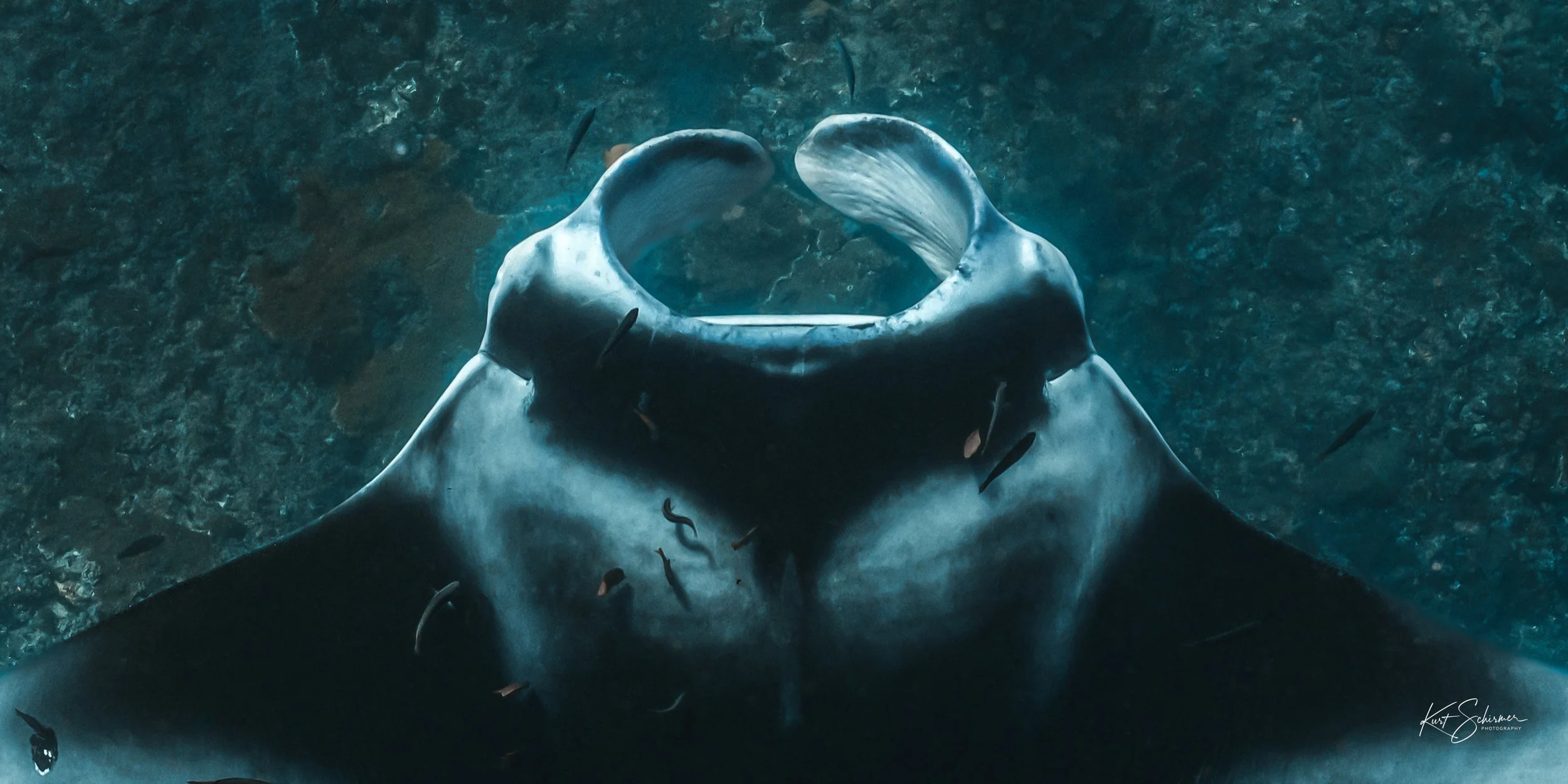 Cruising Manta Ray at Nusa Penida – Underwater Manta Ray Photography Wall Art Print
