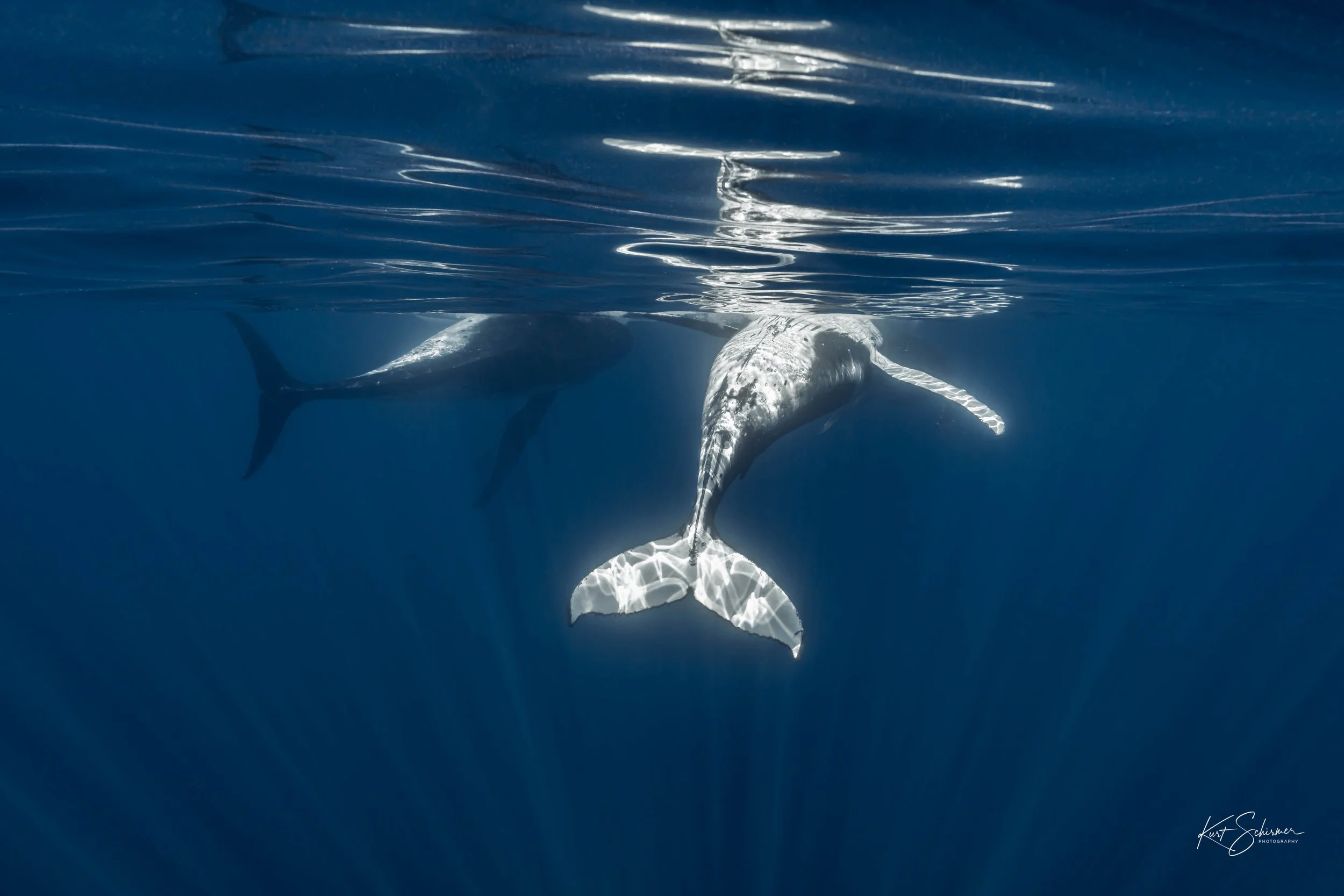 Humpback of Moorea-18.jpg