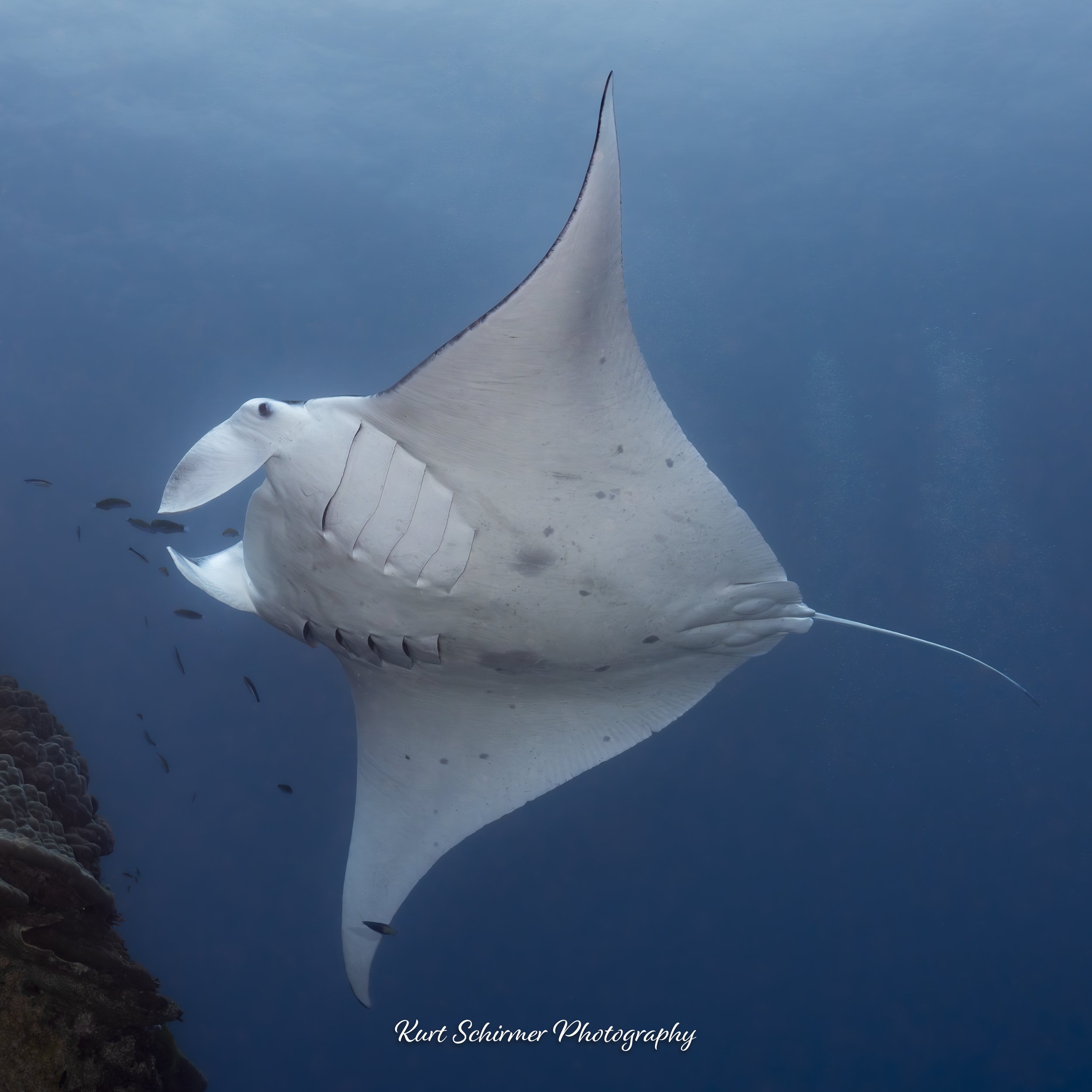 manta-2.jpg
