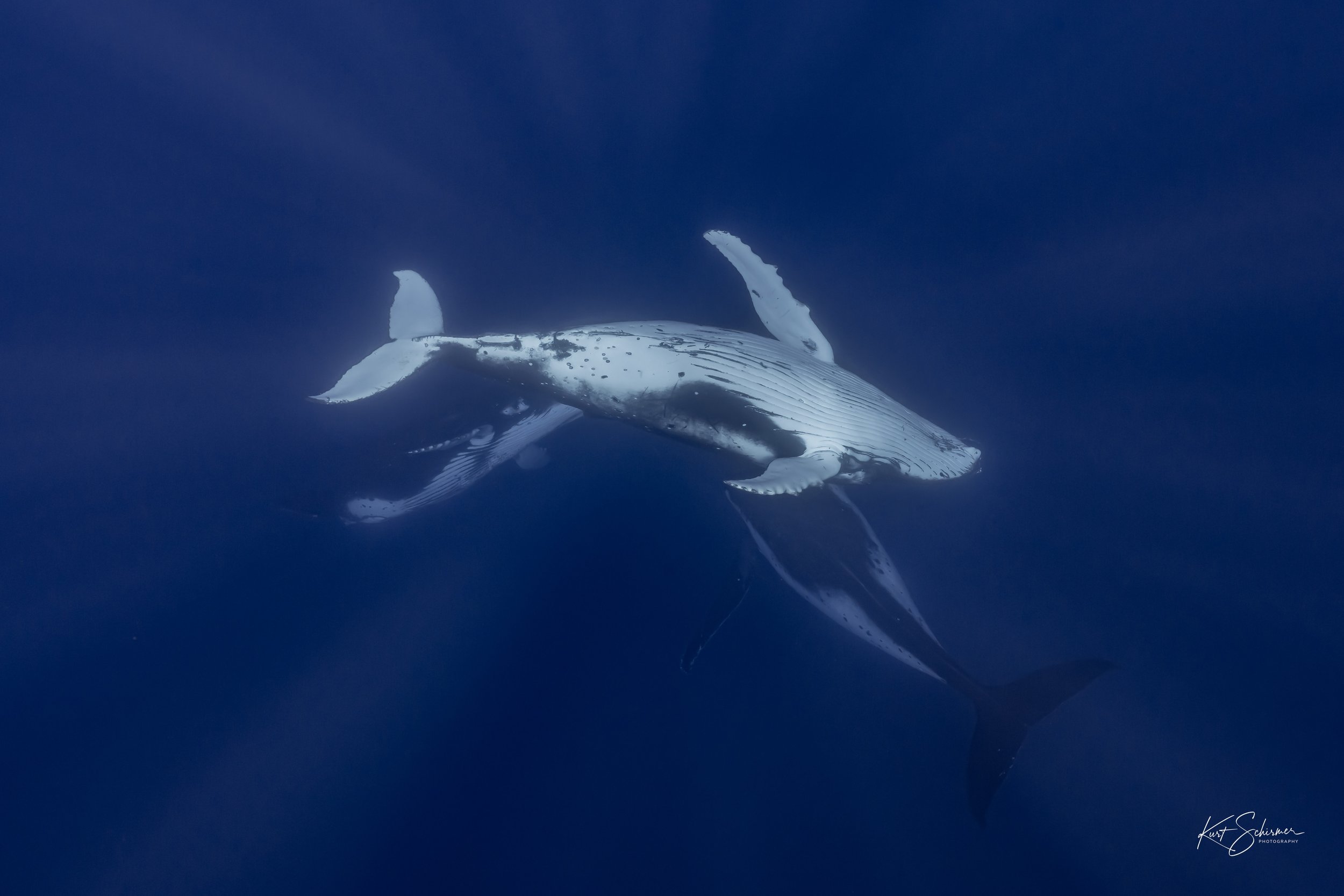 Humpback of Moorea-13.jpg