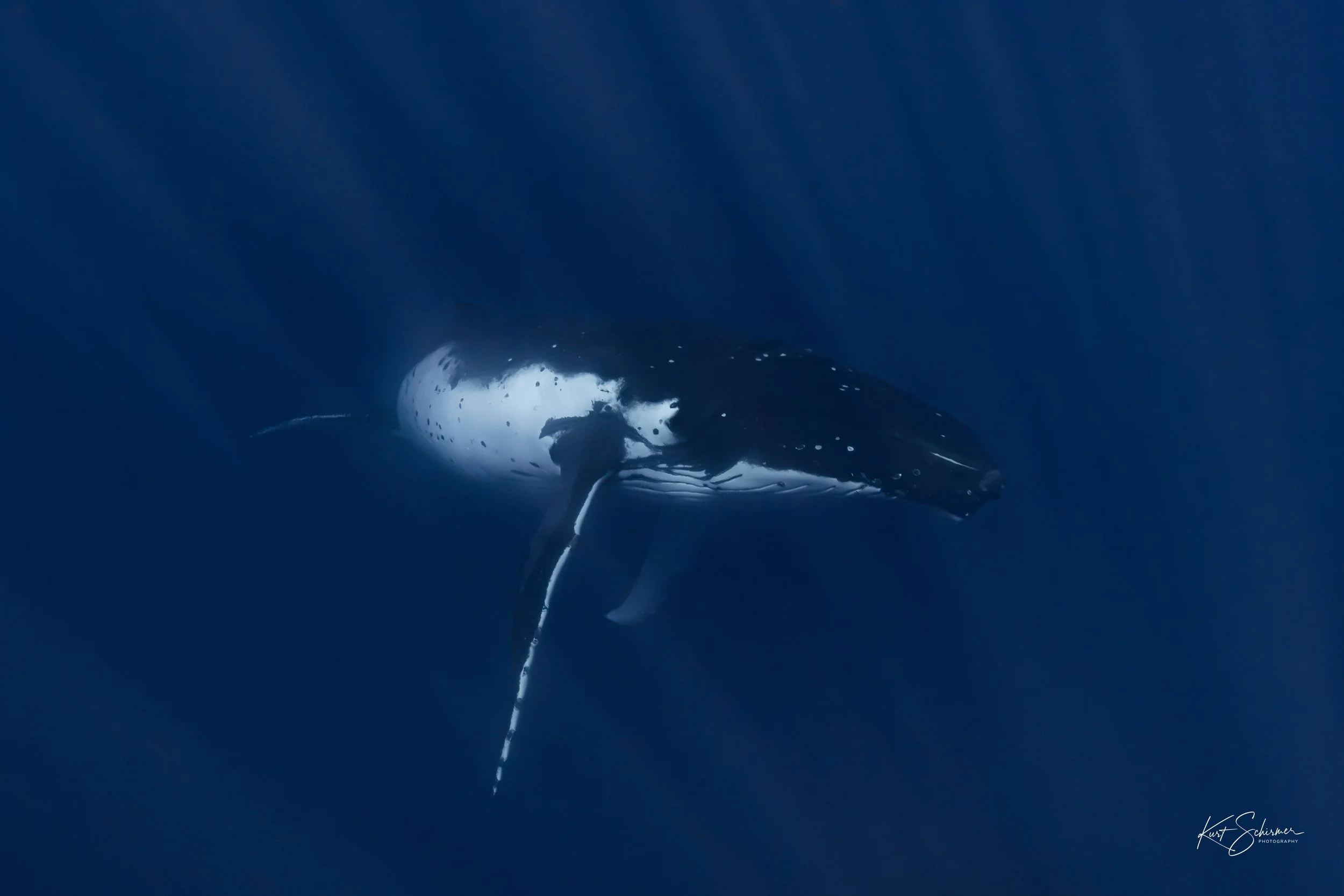 Humpback of Moorea-14.jpg