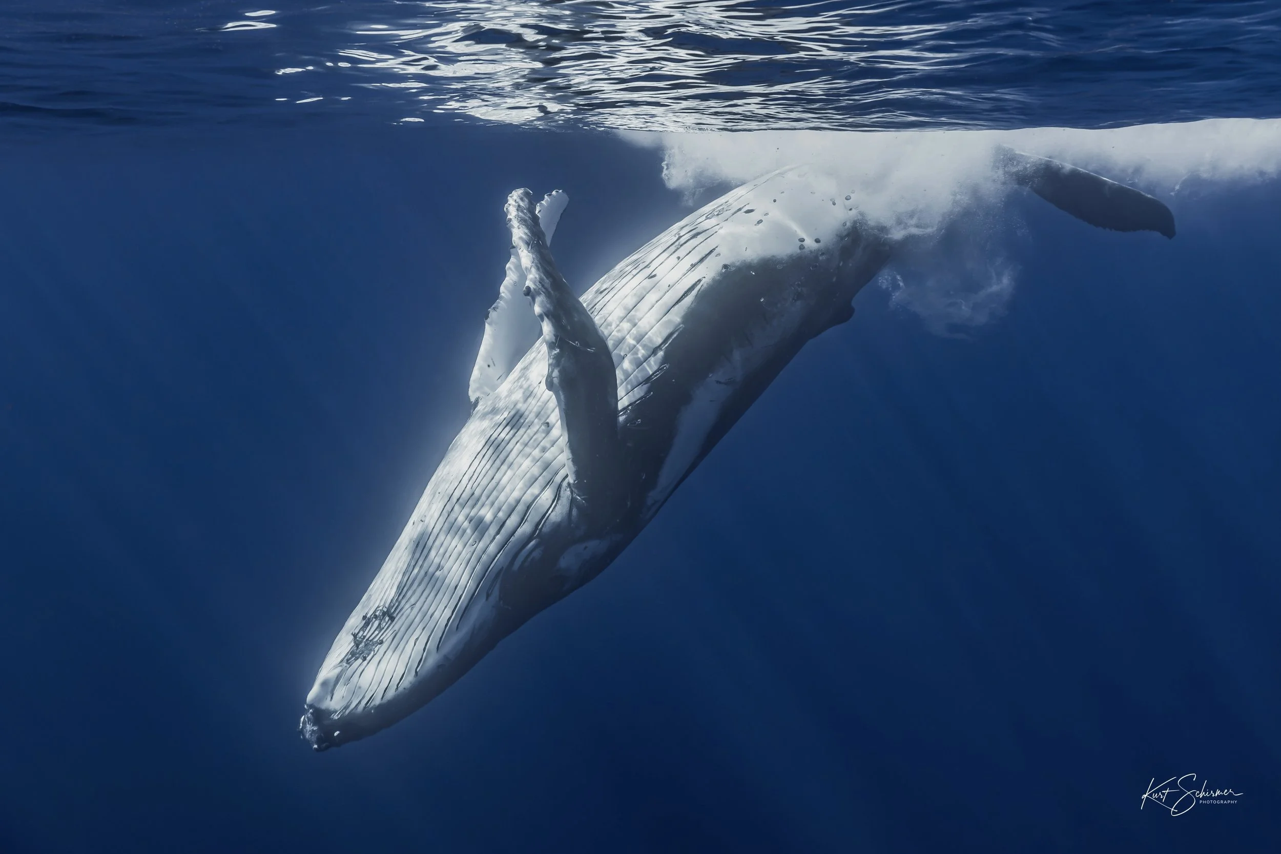 Humpback Whale Back Roll – Underwater Fine Art Photography Wall Art Print