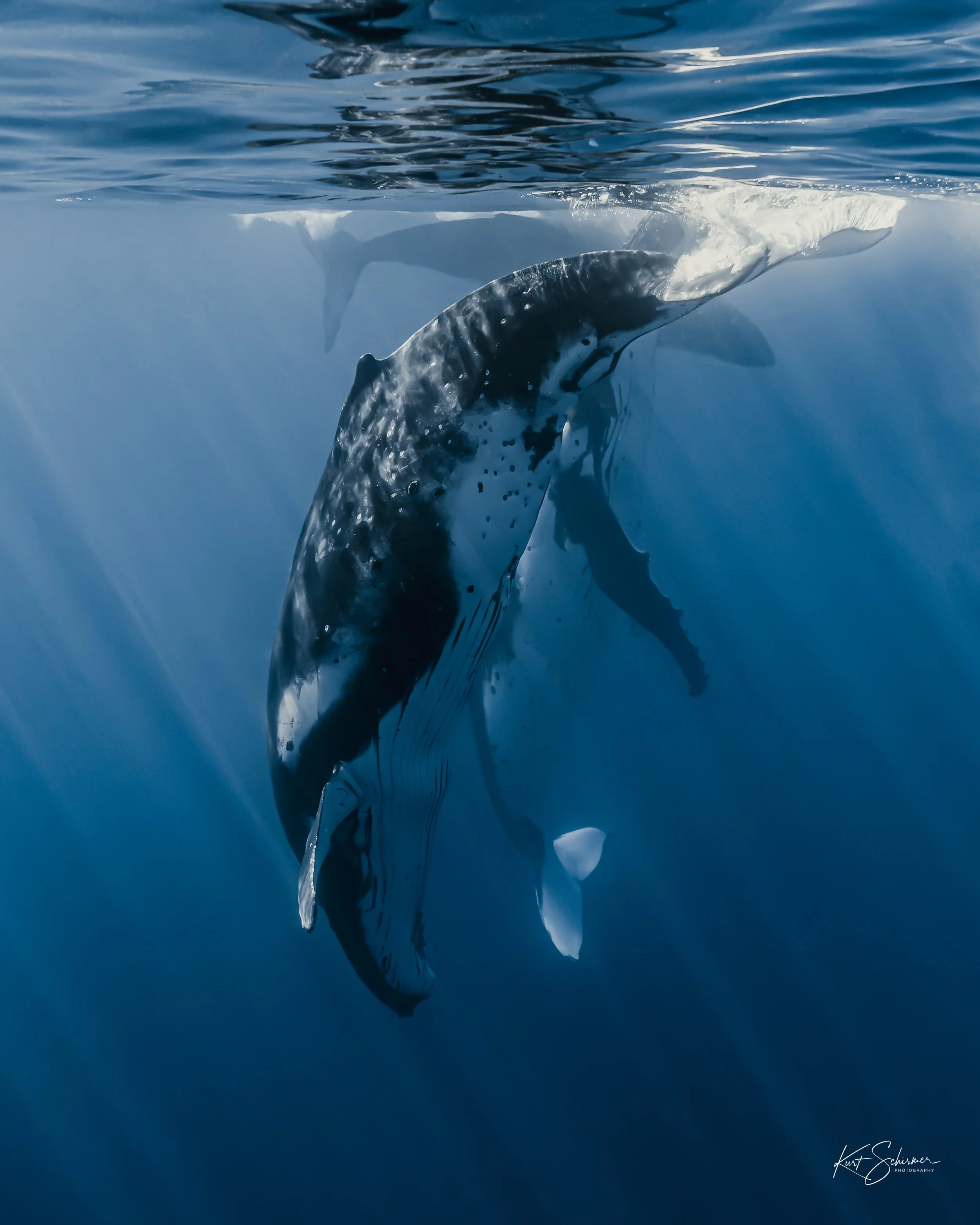 Humpback Whale Vertical Dive – Underwater Fine Art Photography Wall Art Print