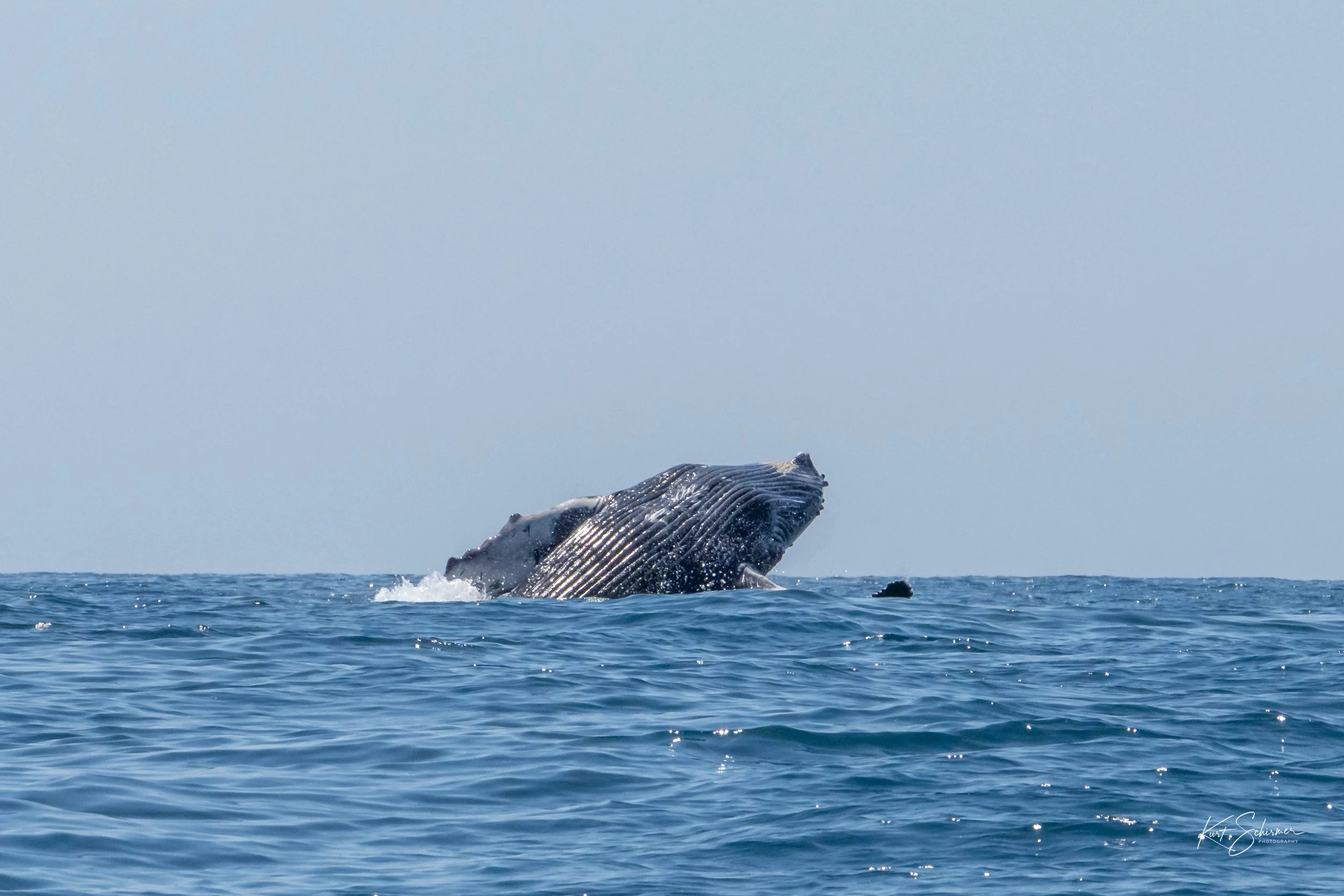 Jetski Whales-16.jpg