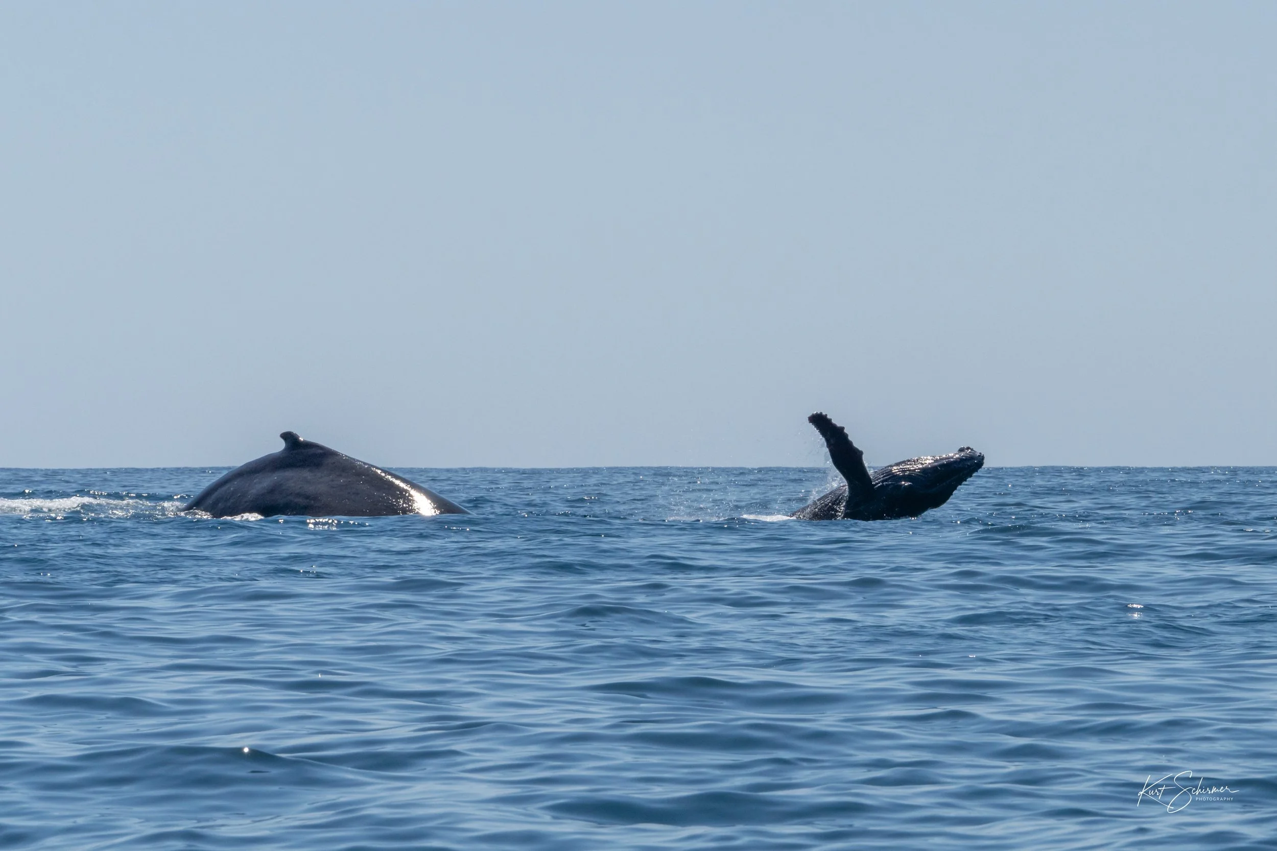 Jetski Whales-7.jpg