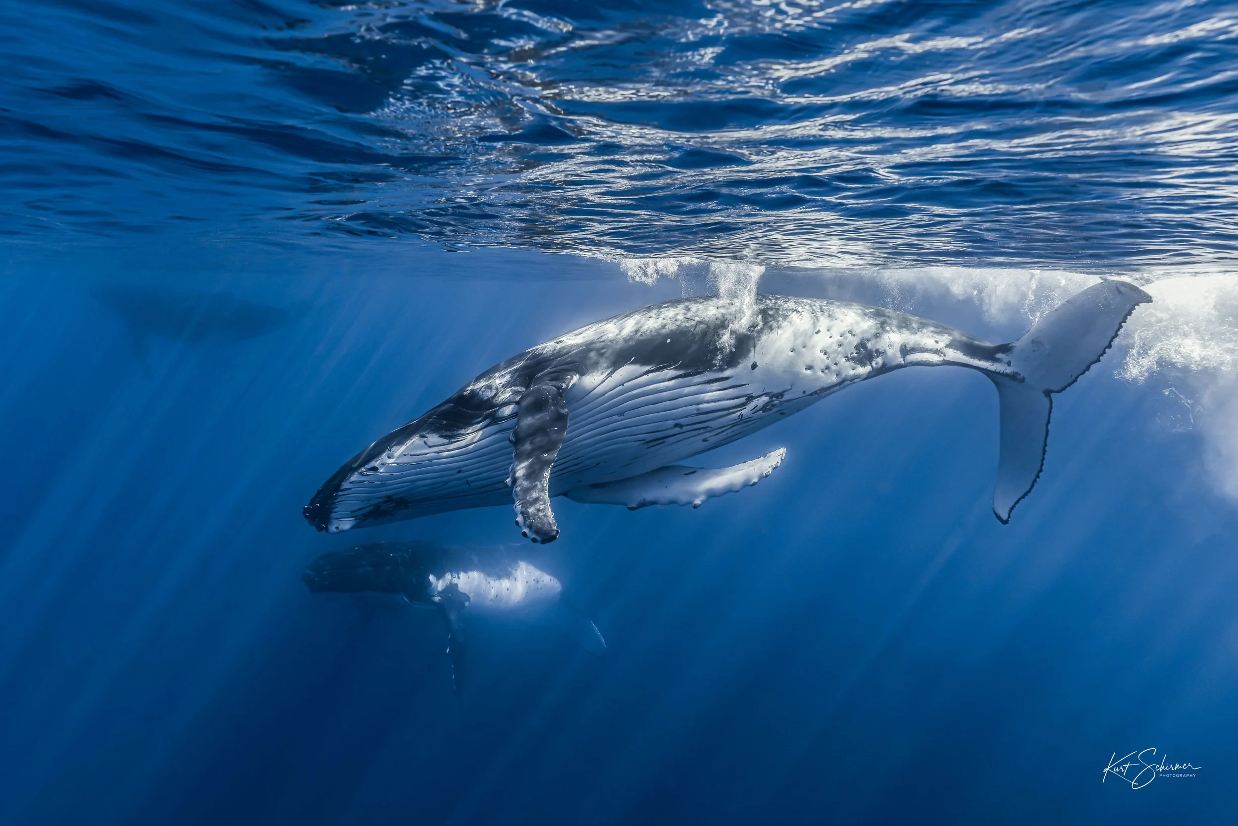 Humpback Whales Gliding Together – Underwater Fine Art Photography Wall Art Print
