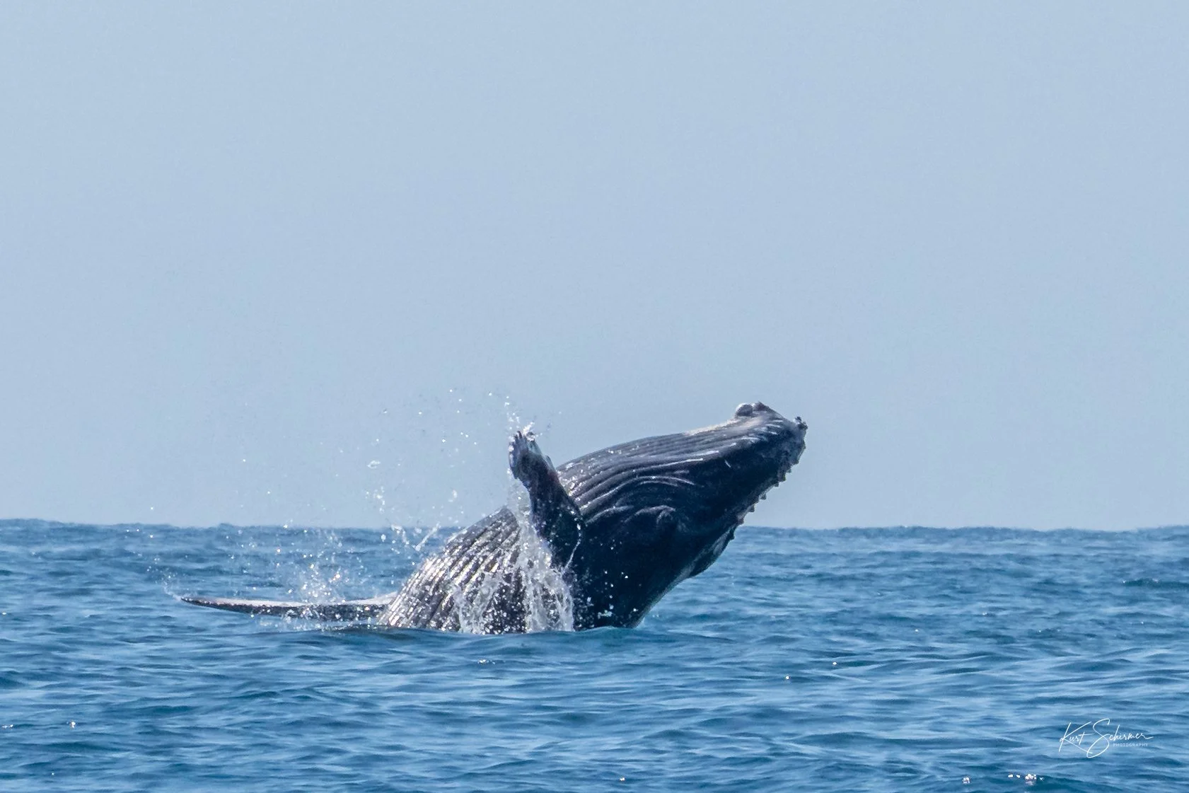 Jetski Whales-21.jpg