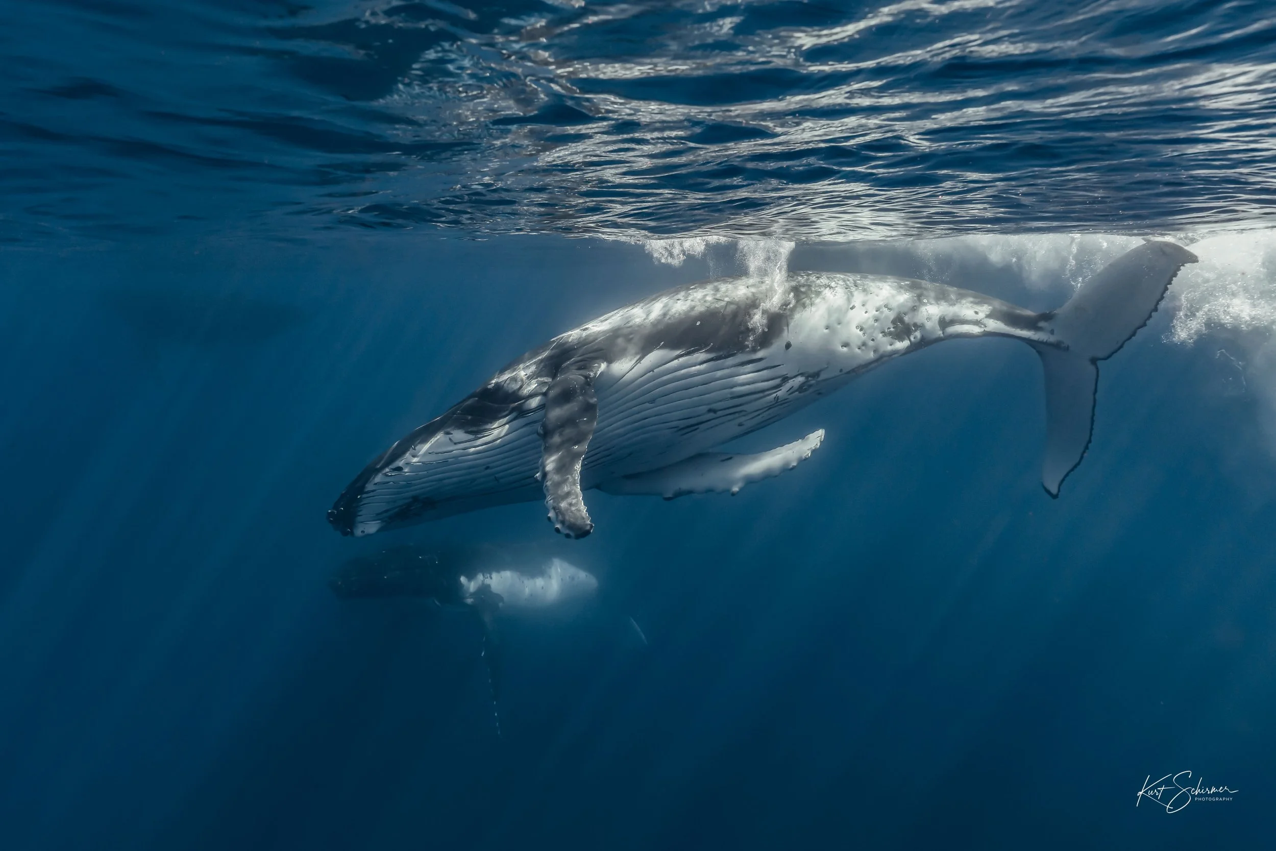 Humpback of Moorea-11.jpg