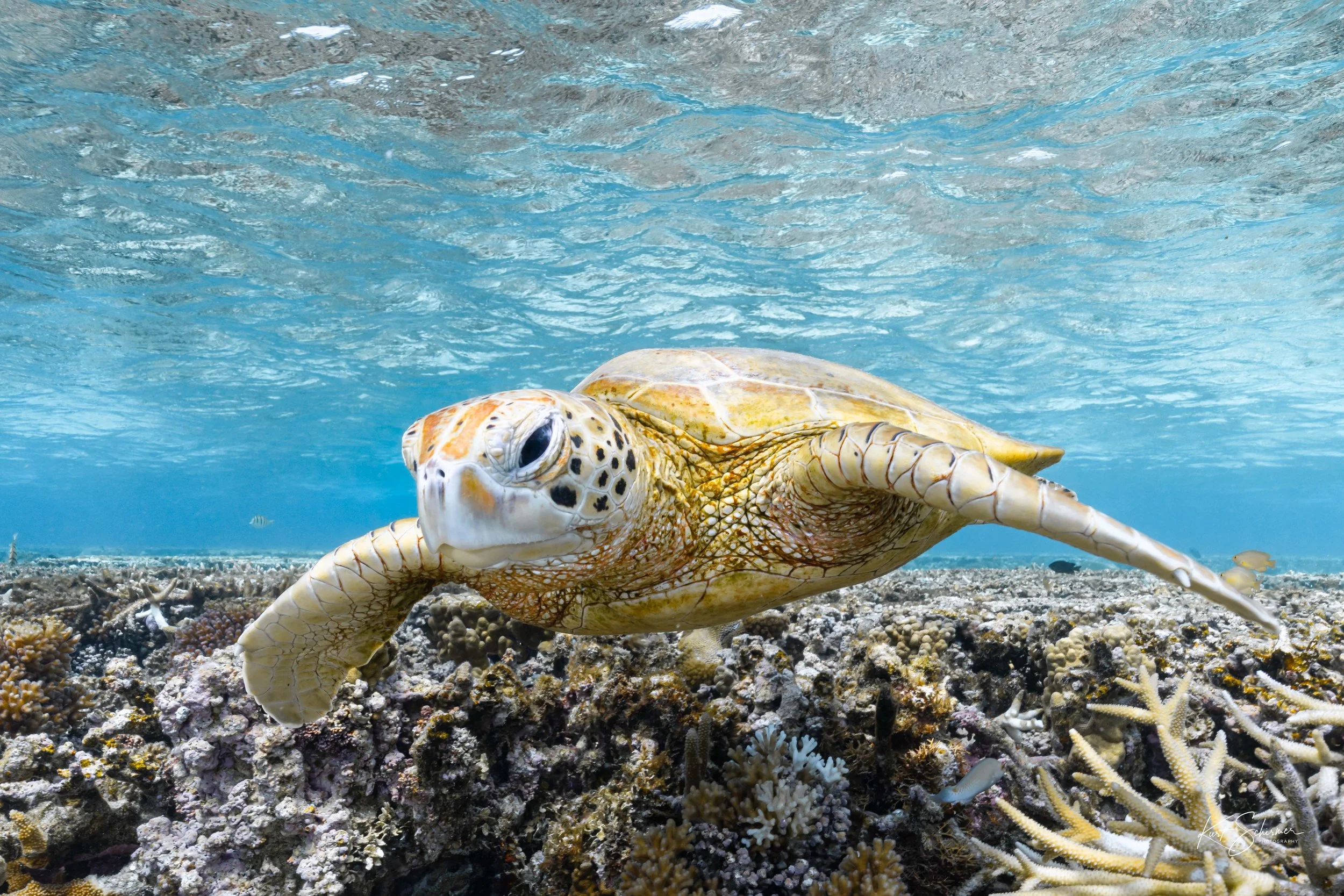 Lady Elliot Island Sea Turtle-4.jpg
