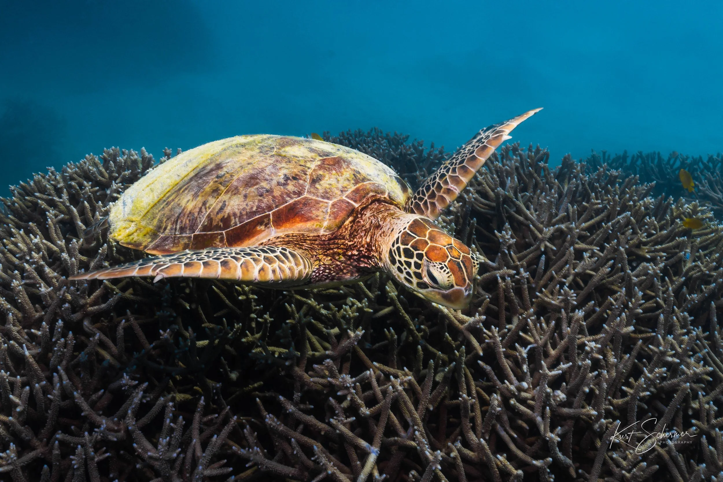 Heron Island Turtle 2 Shopify.jpg