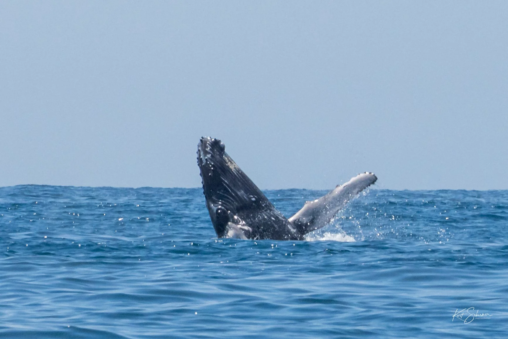 Jetski Whales-27.jpg