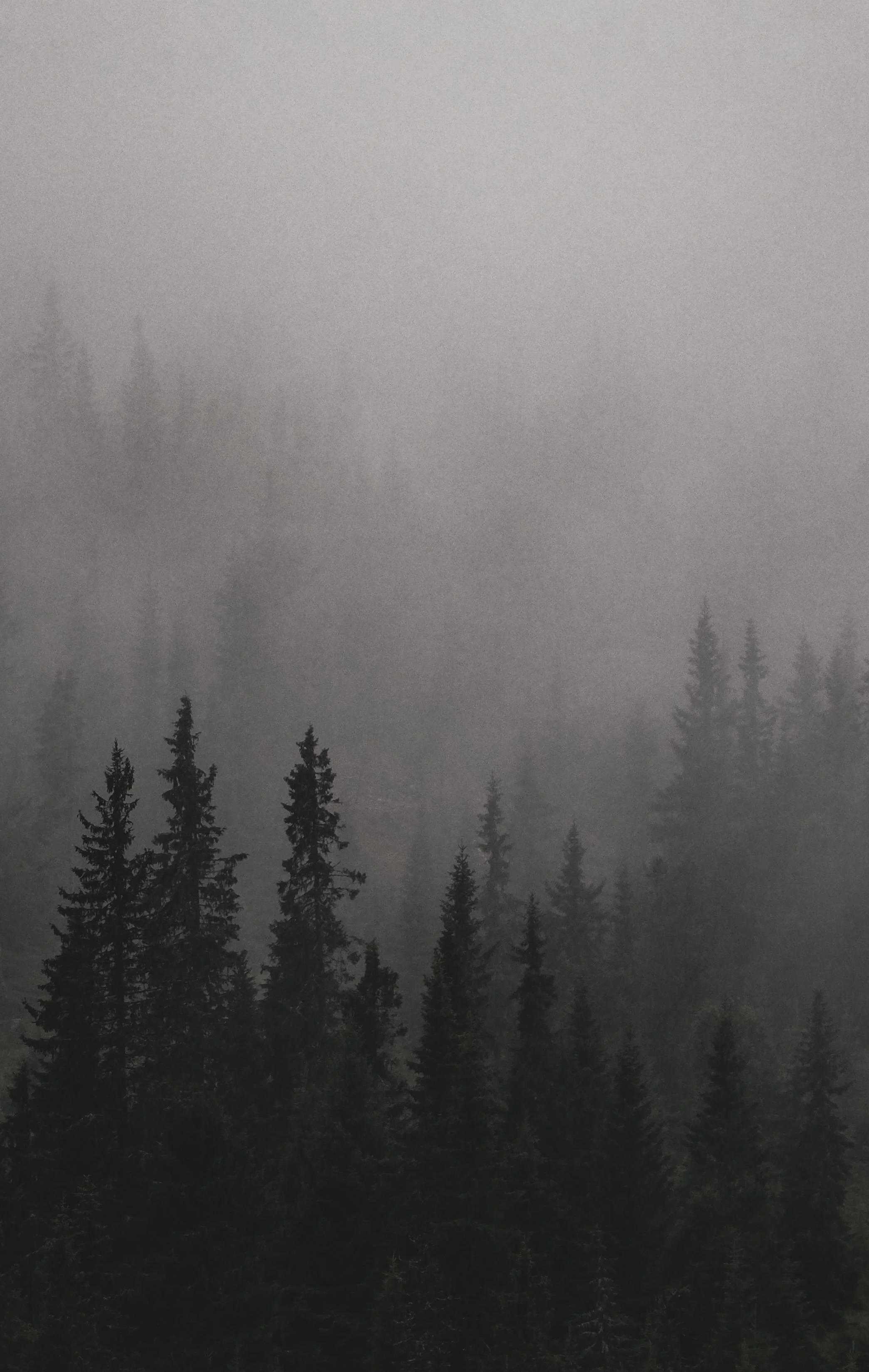 A foggy forest with tall pine trees and dense mist.