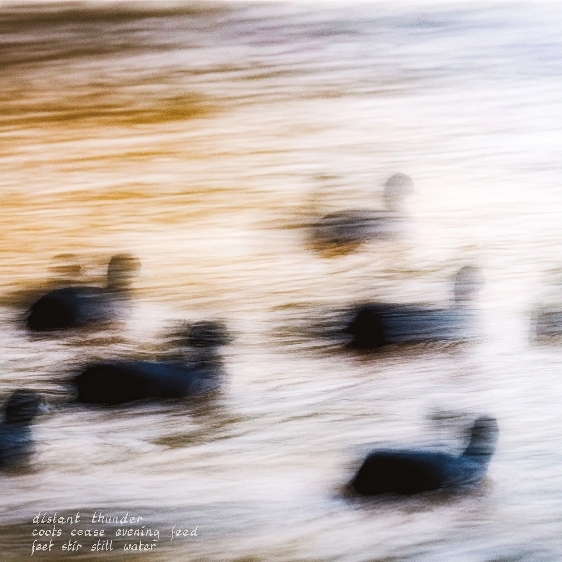 Coots stir the water as thunder echos nearby