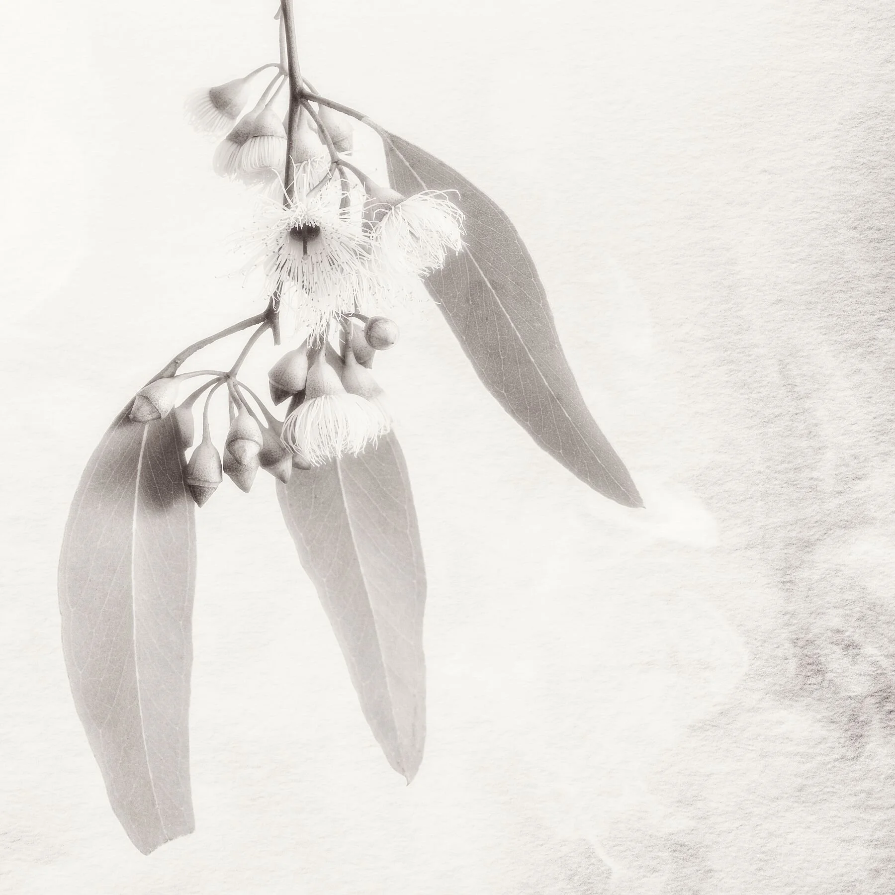 Early blossom of a eucalyptus in this fine art print, part of the Gumnut Gestures collection