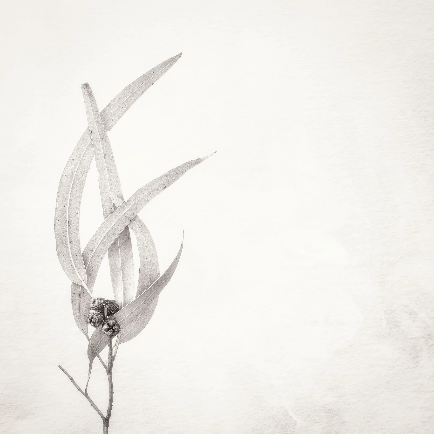 dried eucalyptus leaves embrace a cluster of gumnuts in this fine art print, part of the Gumnut Gestures collection