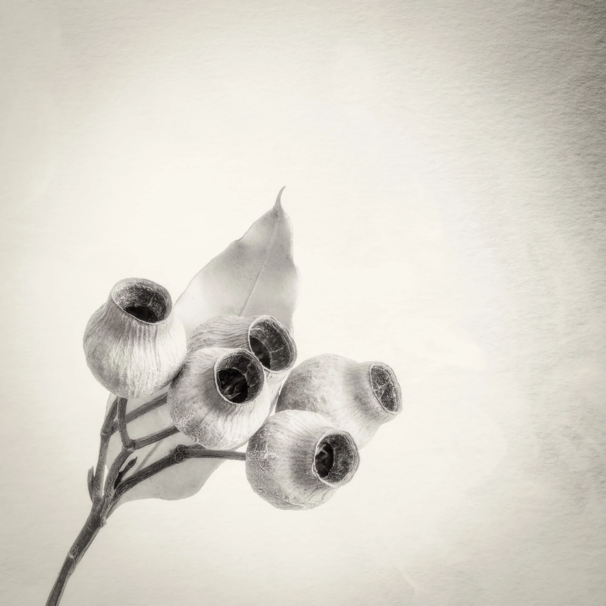 A cluster of gumnuts symbolising togetherness are one of the Gumnut Gestures fine art prints