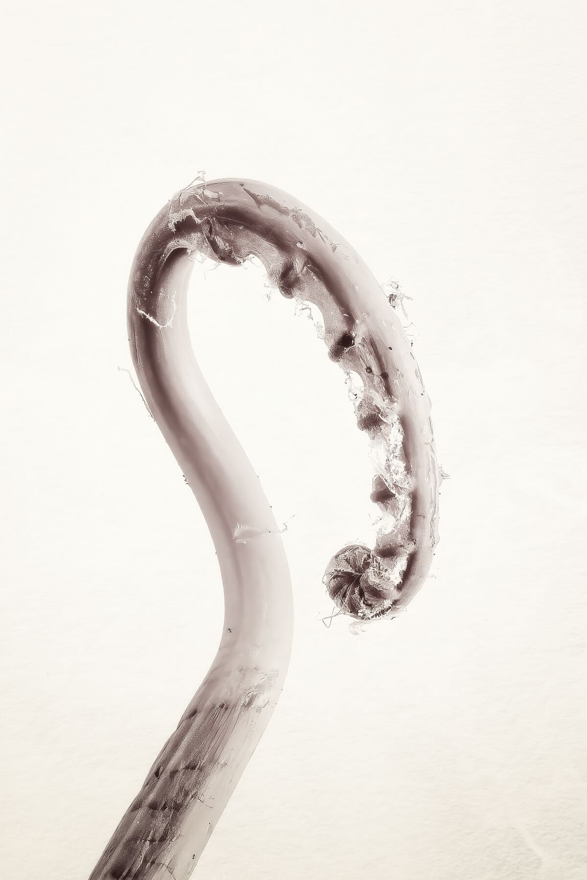 A minimalist black and white photograph of a single, unfurling Blue Star Fern frond shaped like a question mark, titled "A Question Takes Shape."