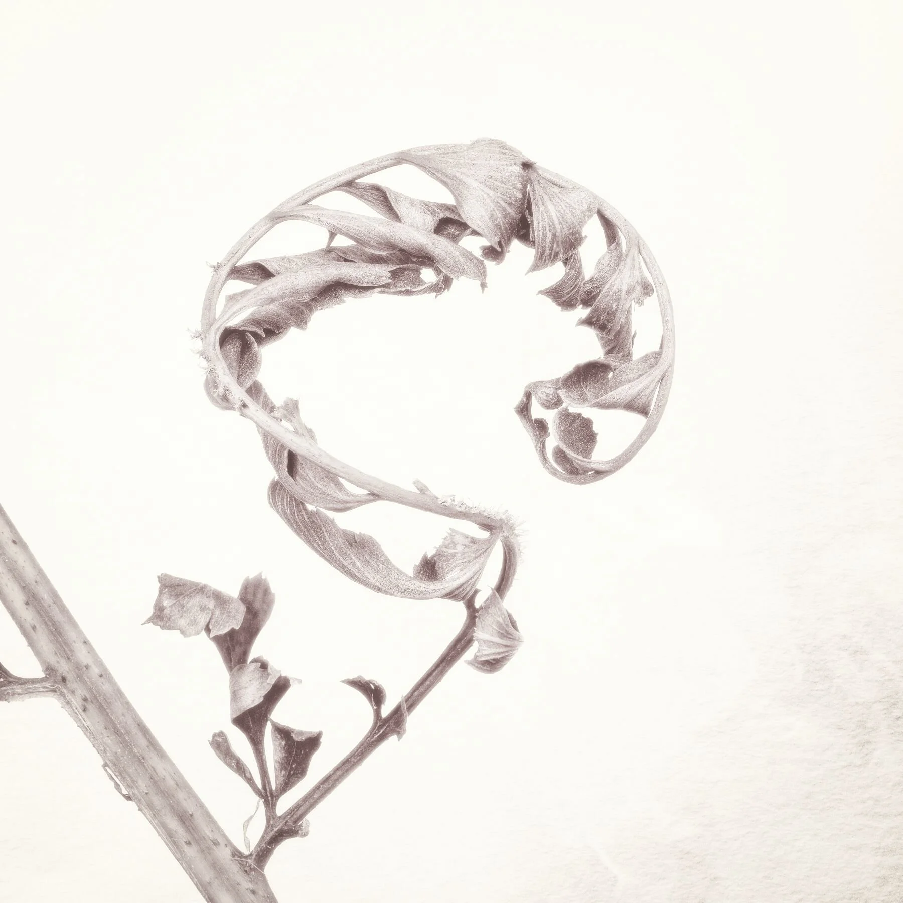 the restful curl of a dead fern frond invites quiet reflection in this botanical image by Ian J Muirhead