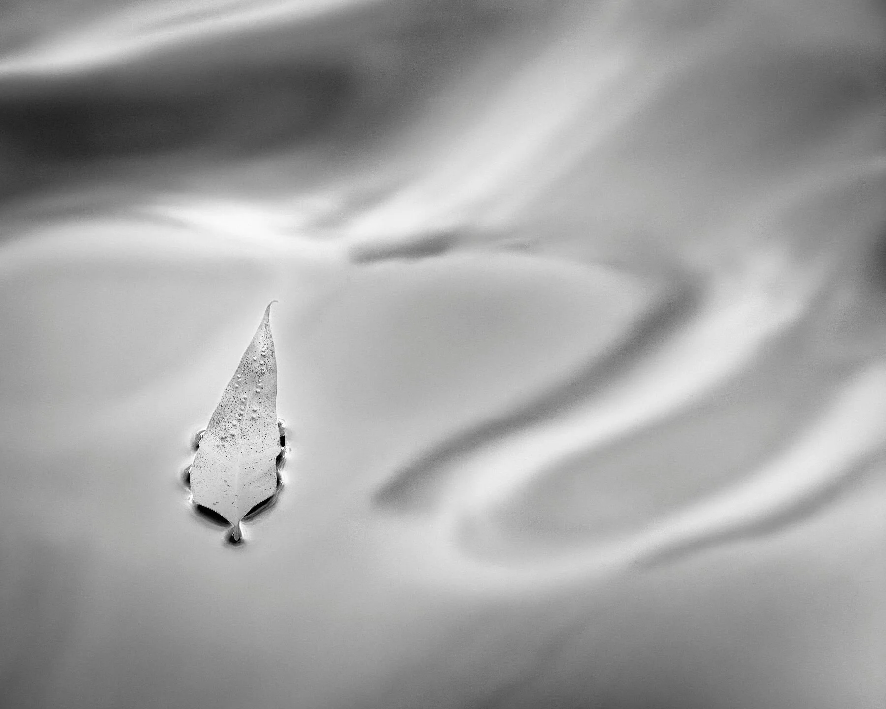 Infrared monochrome fine-art photograph of a single gumleaf floating on still water, its tip lifting gracefully amid gentle ripples — evoking awe and wonder within the Drifting Destinies series.