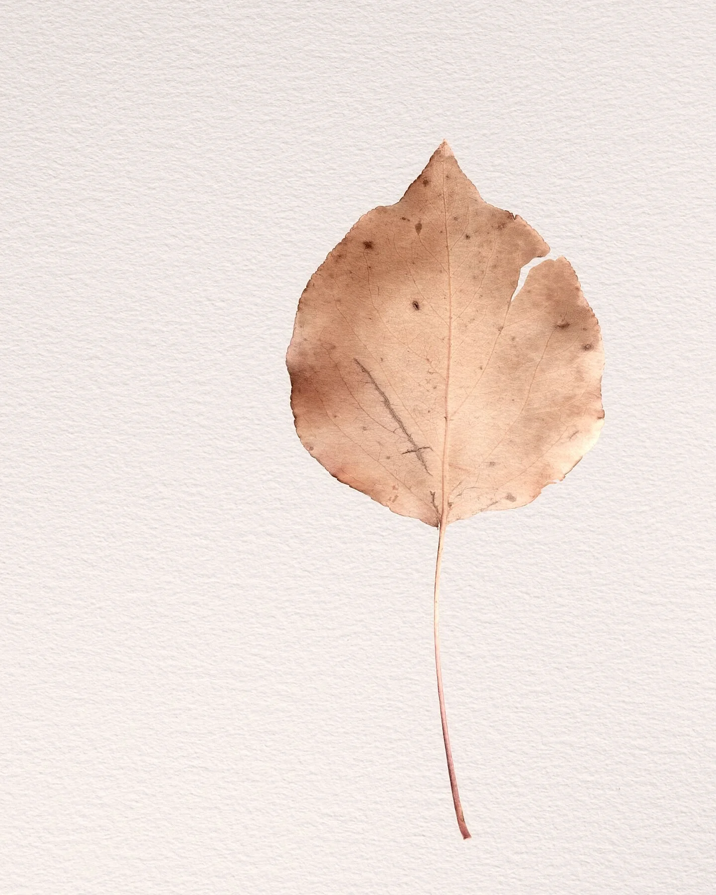 Fine art print titled Essence featuring a single muted earth toned leaf representing the quiet hidden inner self.