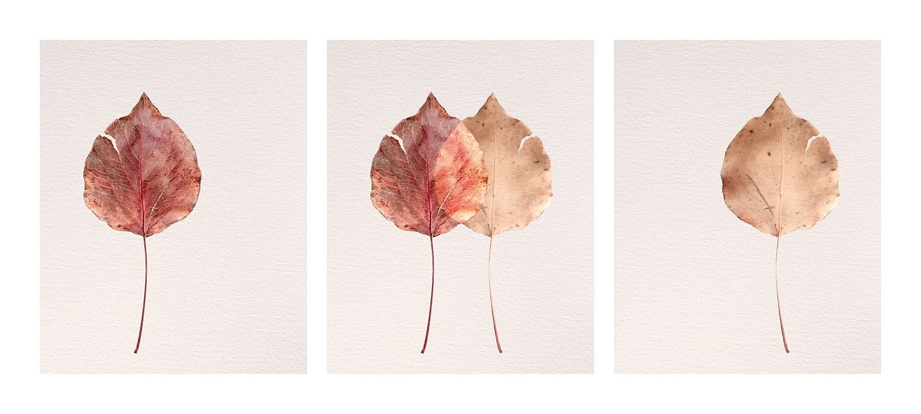 Fine art triptych titled Identity from the Silent Selves series featuring three fallen leaves in a study of human identity.