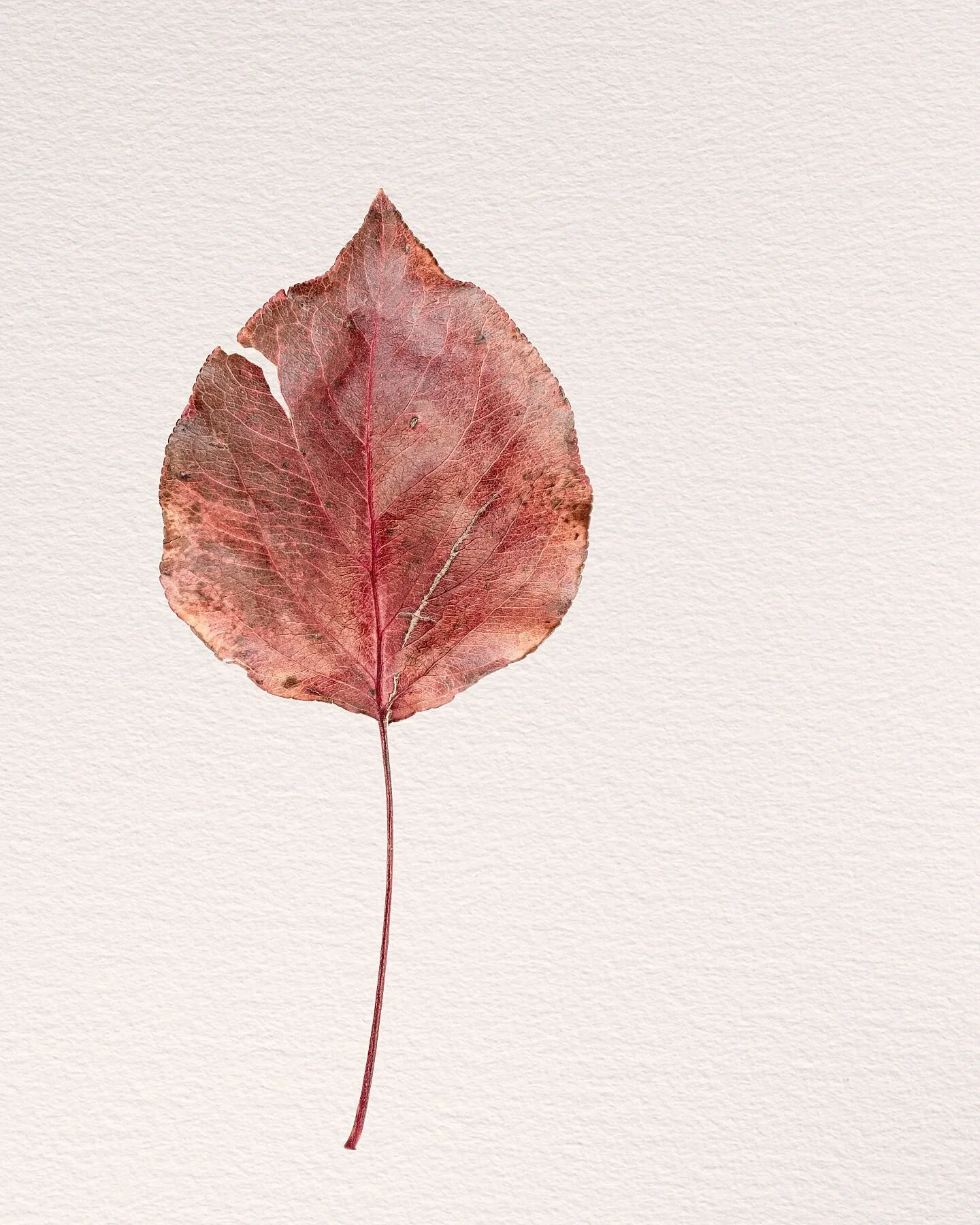 Fine art print titled Persona showing a vibrant red and orange fallen leaf representing the outward facing self.