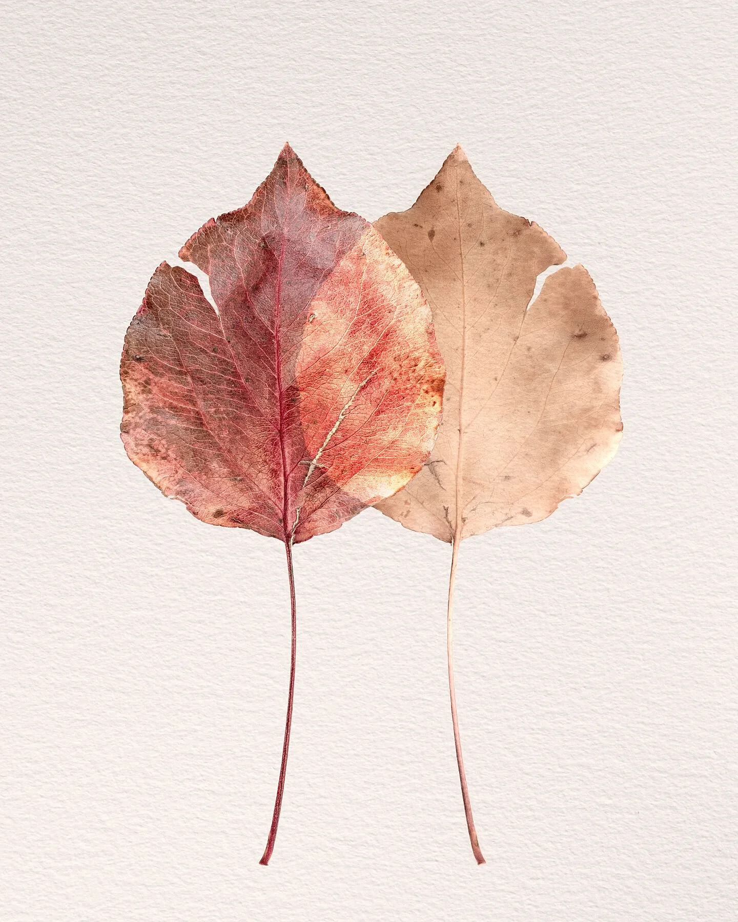 Fine art print titled Resonance featuring two overlapping fallen leaves symbolizing the meeting of inner and outer worlds.
