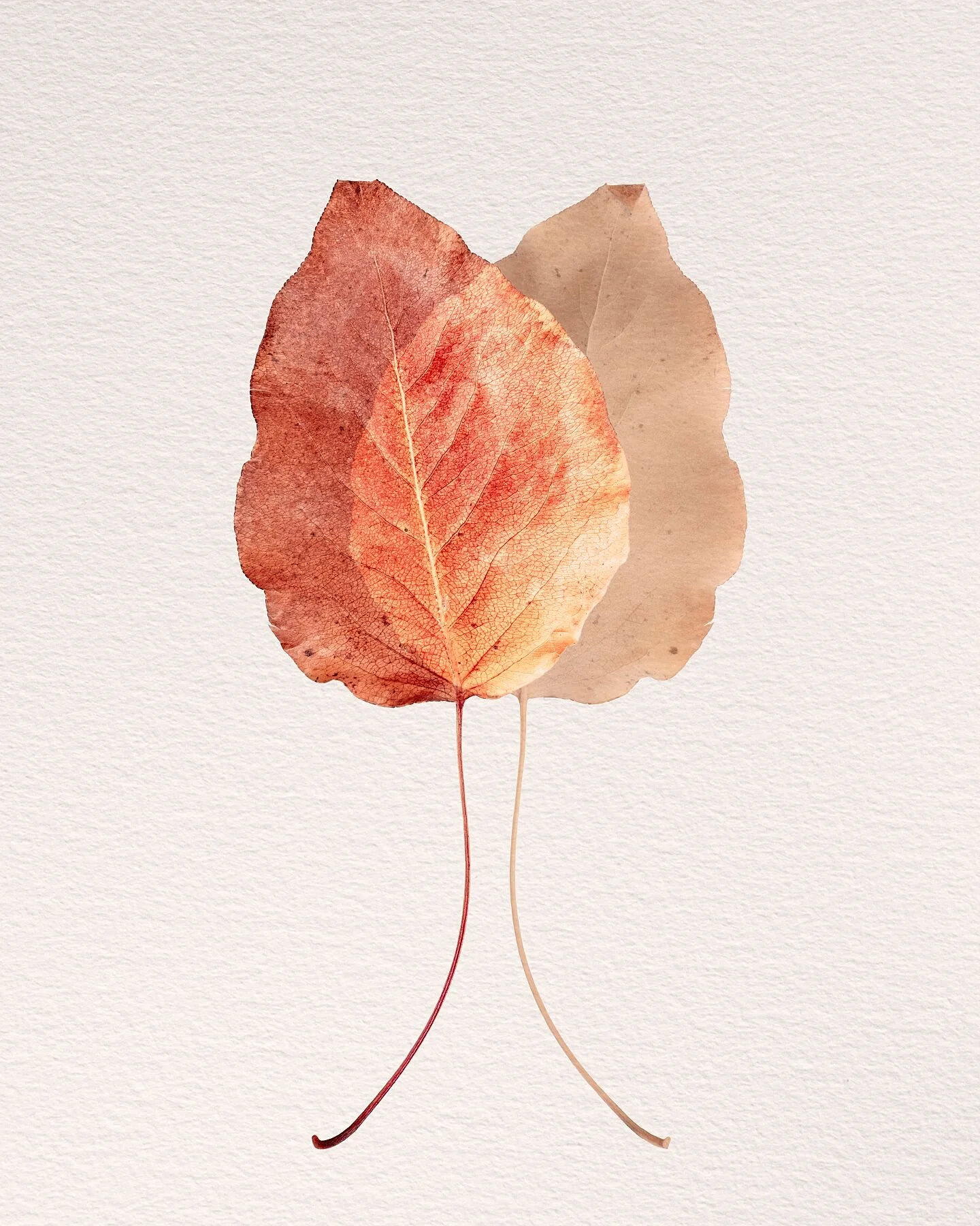 Fine art print titled Candid from the Silent Selves series featuring a deep overlap of two leaves symbolising an open and honest personality.