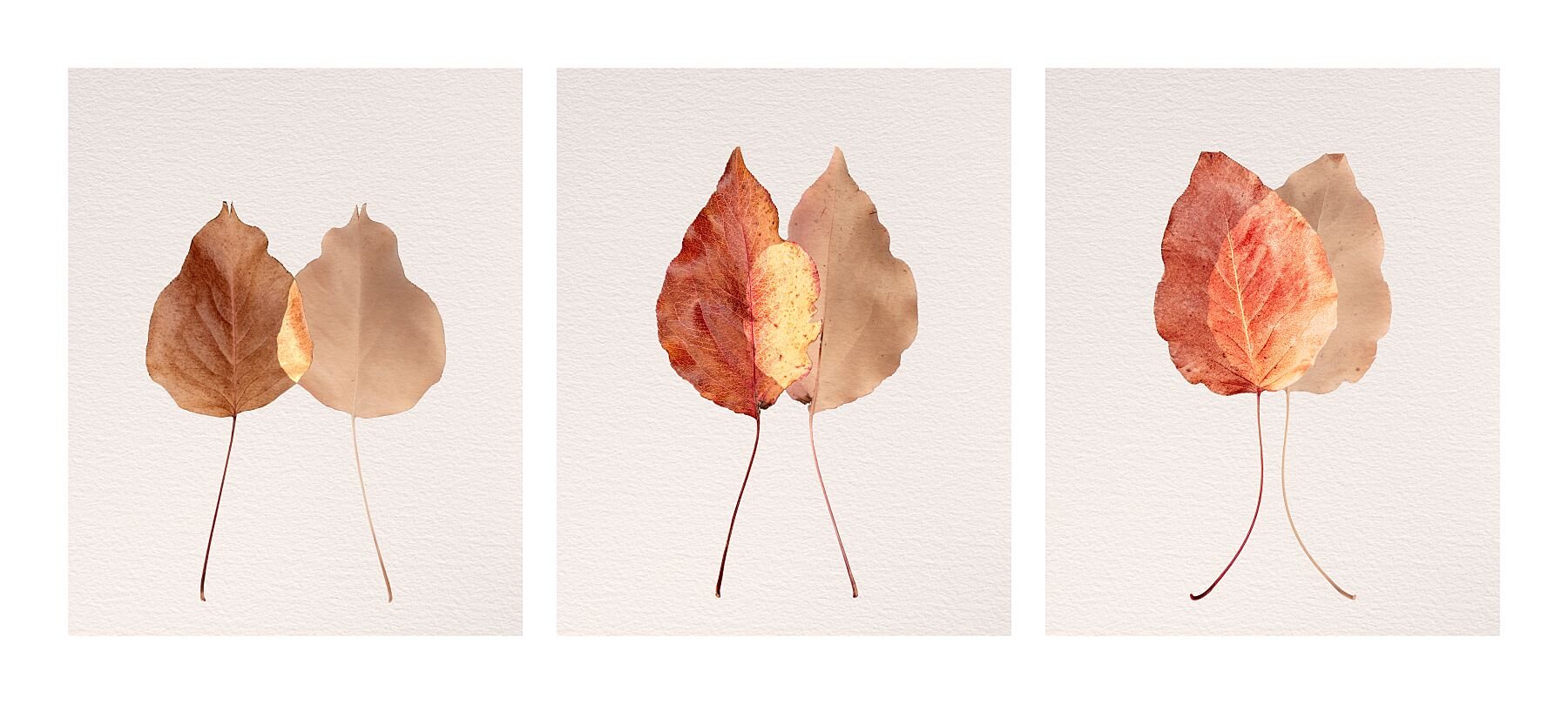 Fine art triptych titled Character from the Silent Selves series featuring three leaf pairs representing reserved composed and candid personalities.