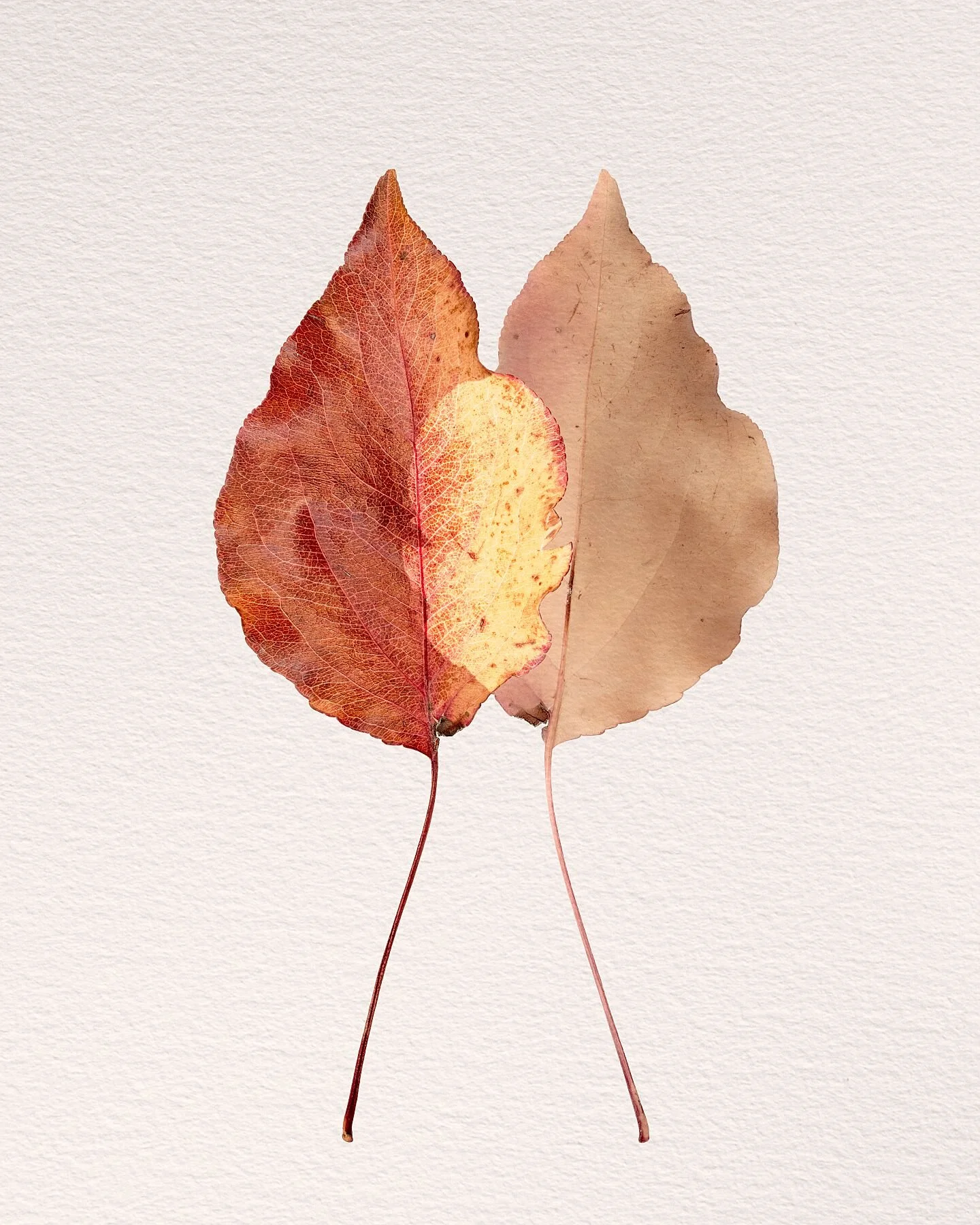 Fine art print titled Composed from the Silent Selves series featuring a balanced and centered pair of overlapping fallen leaves.