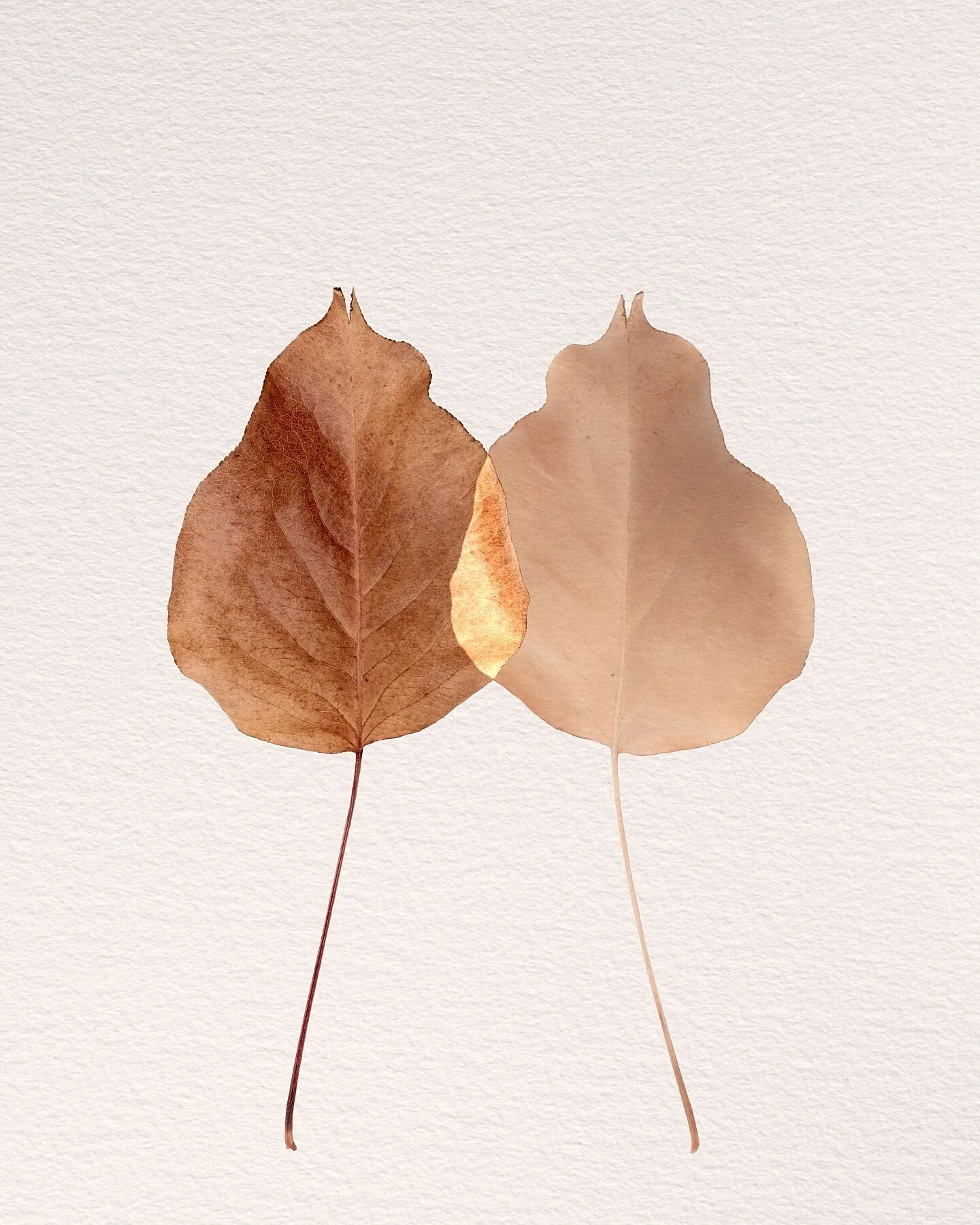 Fine art print titled Reserved from the Silent Selves series featuring a small pair of overlapping fallen leaves in a minimalist study.