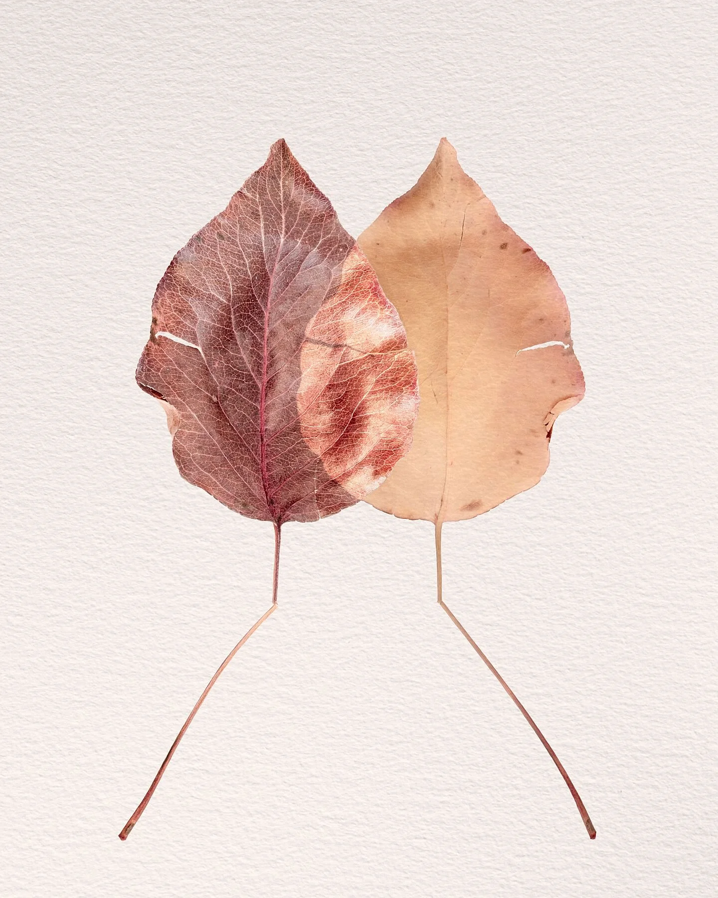 Fine art print titled Divergence from the Silent Selves series symbolising unexpected life turns and the deepening of relationships through change.