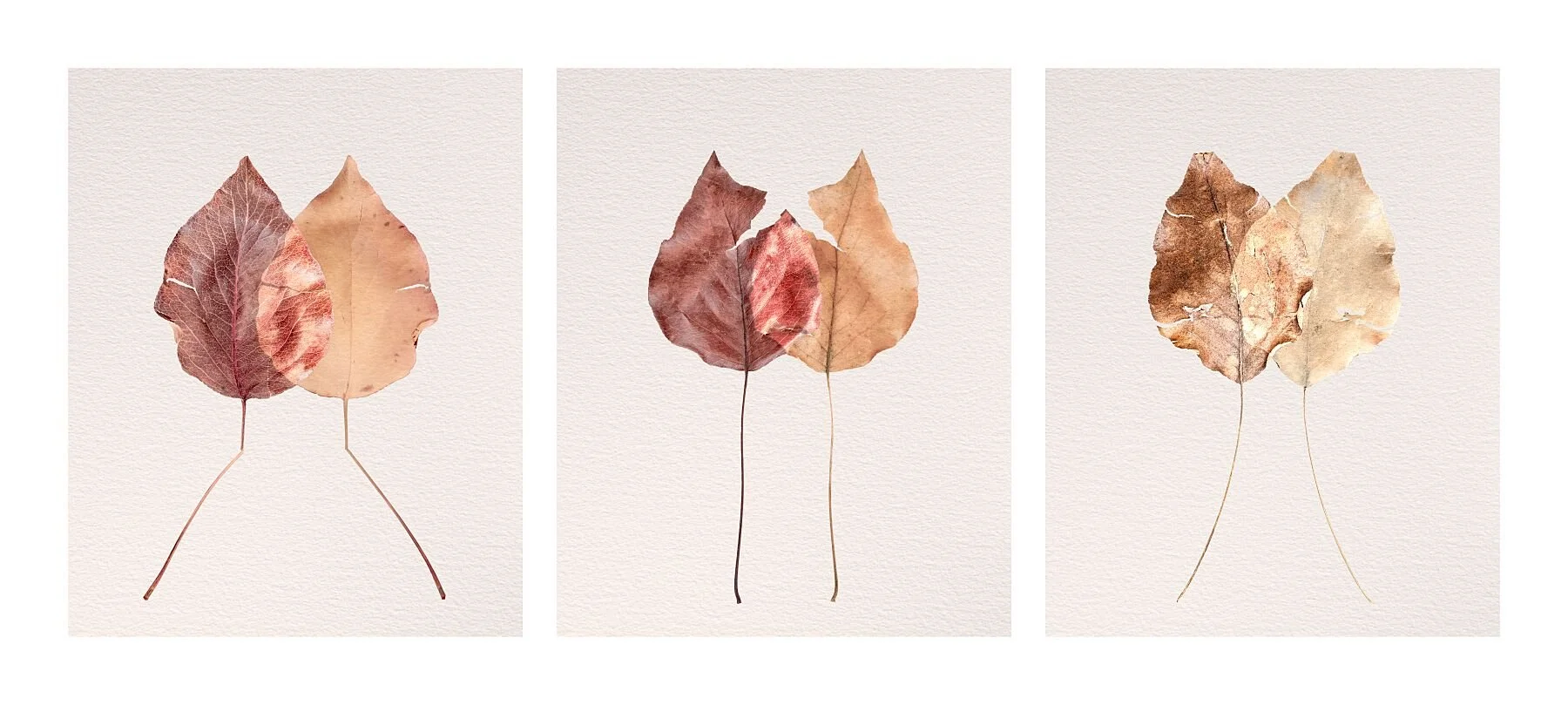 Fine art triptych titled Experience from the Silent Selves series featuring three leaf studies symbolising life's changes, sudden breaks, and the endurance of time.