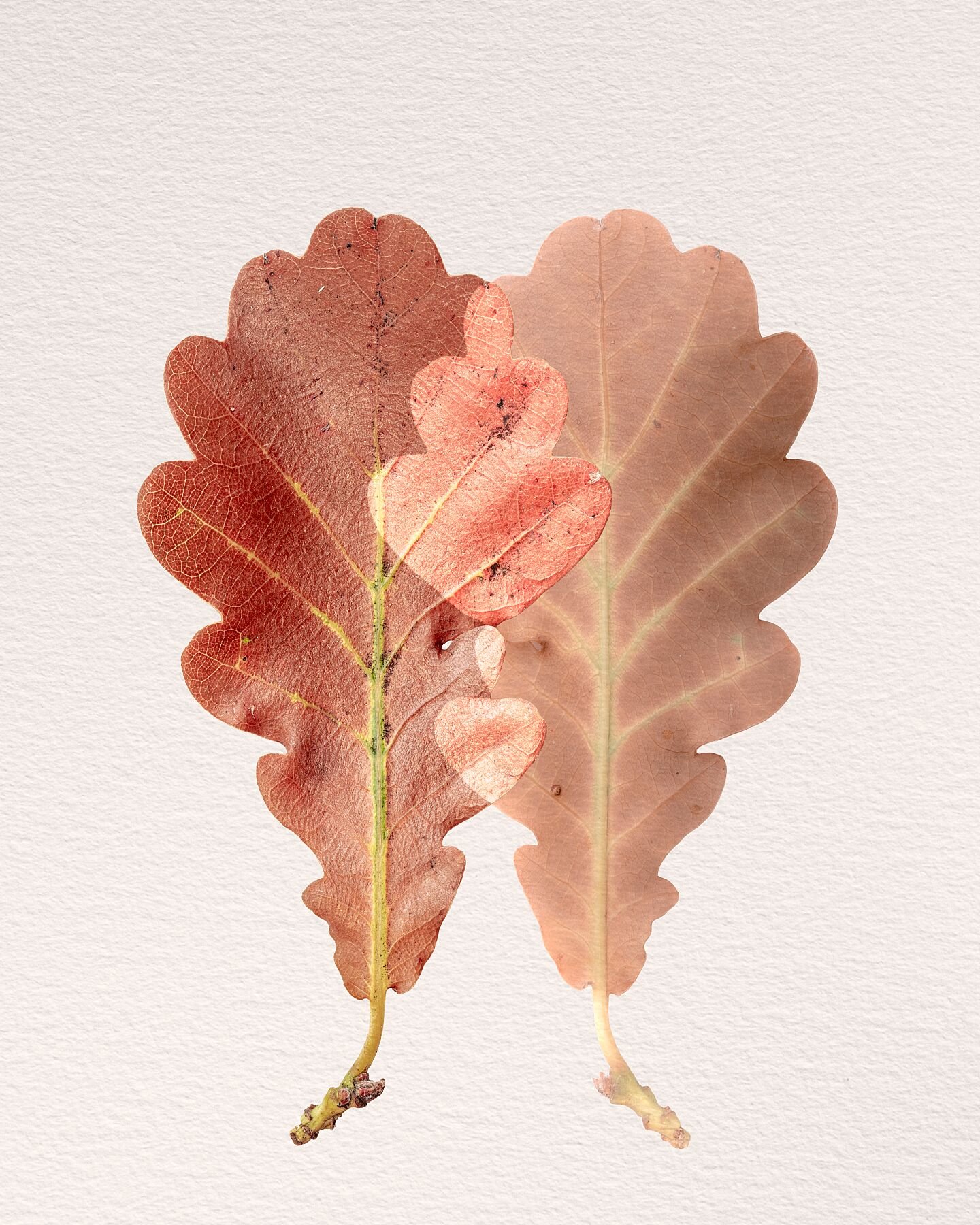 Fine art print titled Constitution from the Silent Selves series featuring overlapping oak leaves symbolising the complex traits that shape our identity and relationships.
