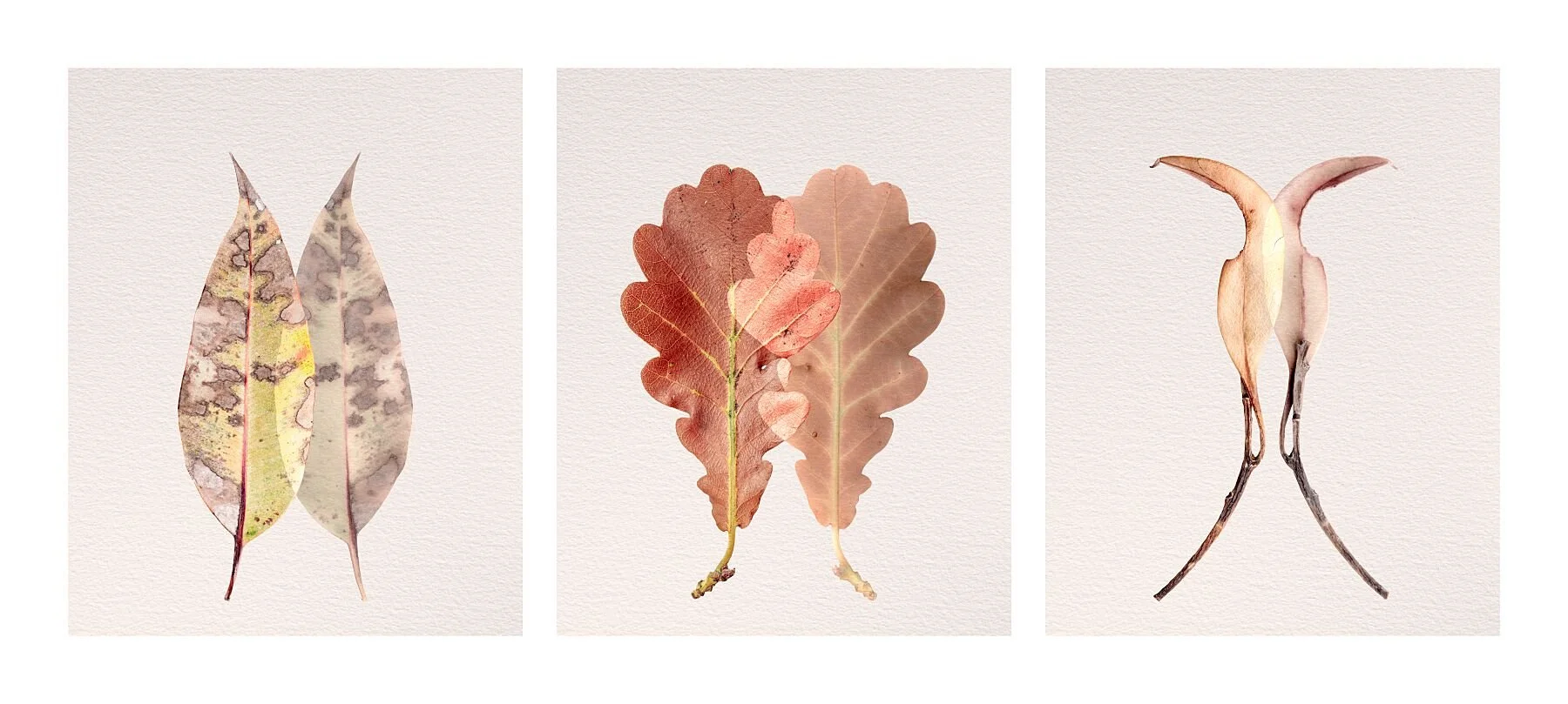 Fine art triptych titled Legacy from the Silent Selves series featuring three leaf studies representing Lineage, Constitution, and Status.