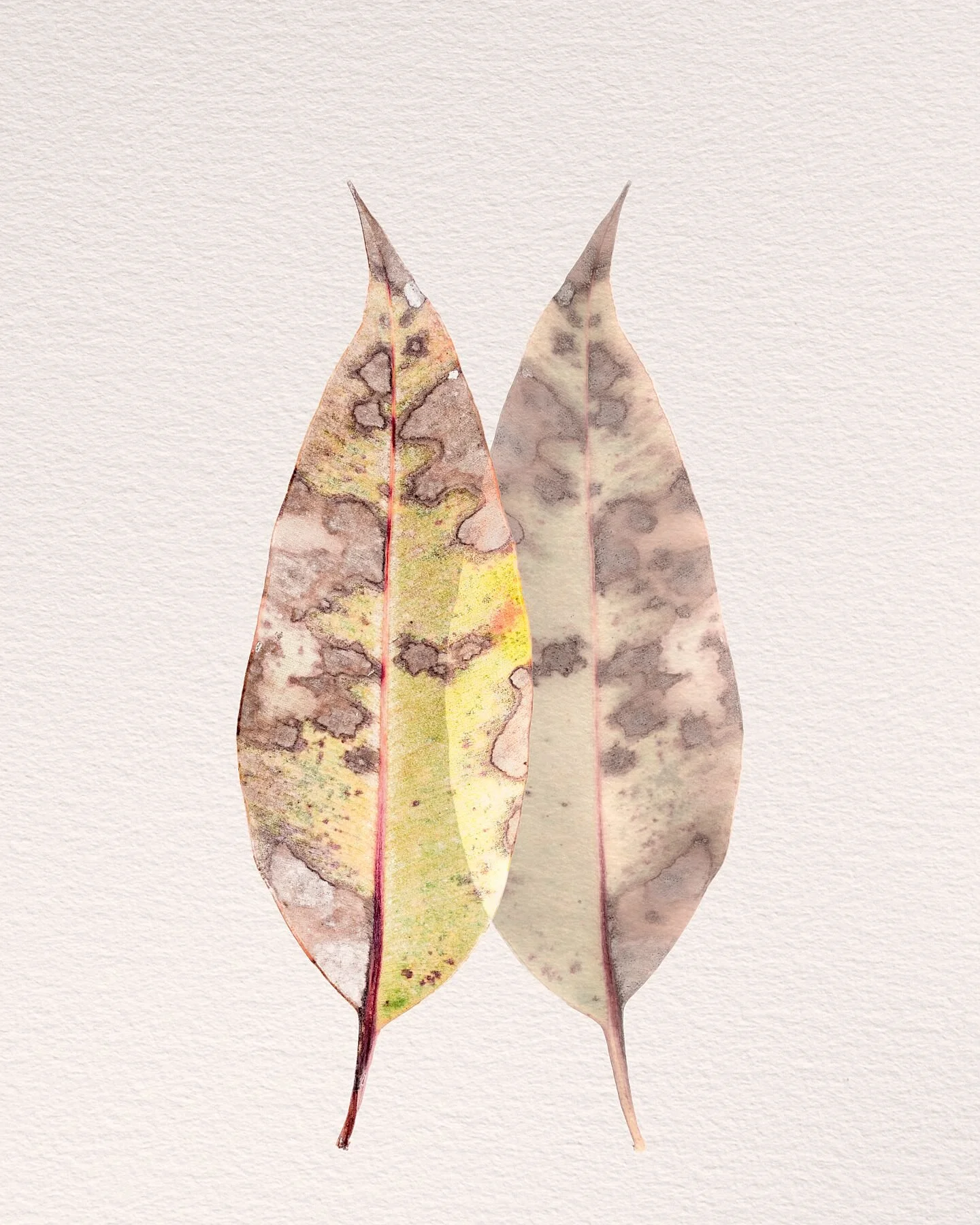 Fine art print titled Lineage from the Silent Selves series symbolising the threads of identity and connection carried through generations.