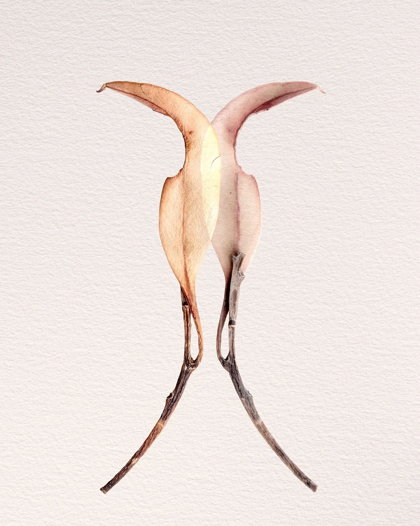 Fine art print titled Status from the Silent Selves series featuring two tall, arching leaves with a central overlap symbolising life's positions and shared connection.