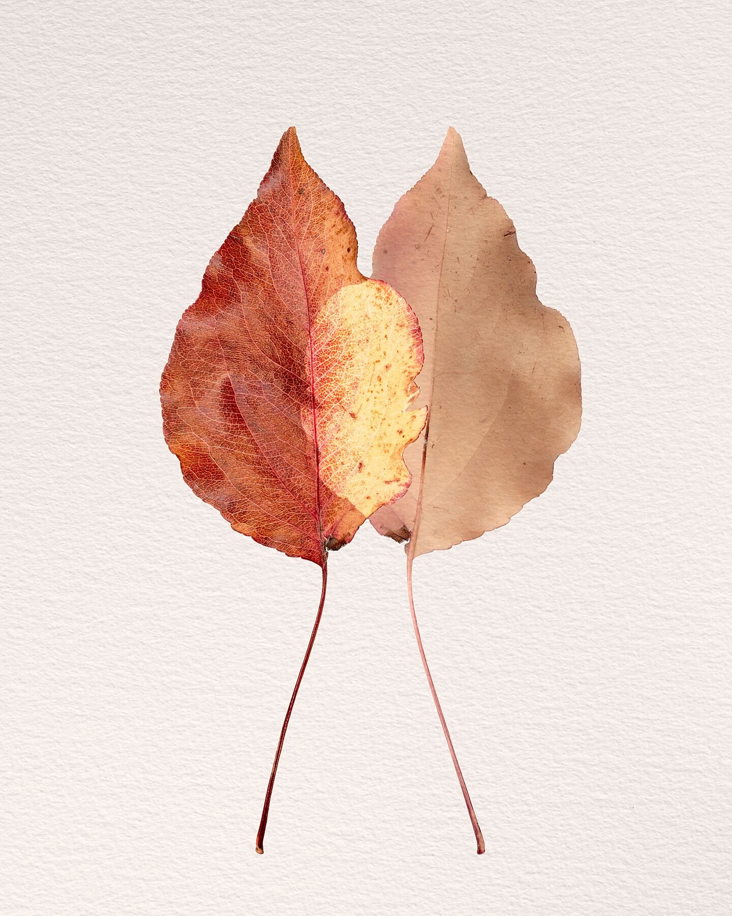 The front and back of an autumn leaf overlap; a metaphor for the composed character