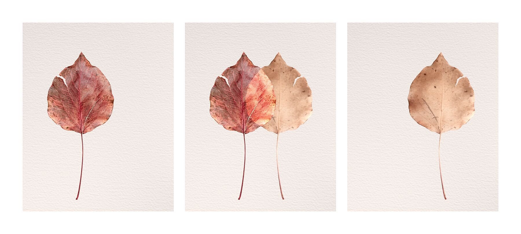 Three images of an autumn leaf which together form the Indentity Triptych from Silent Selves fine art image collection.